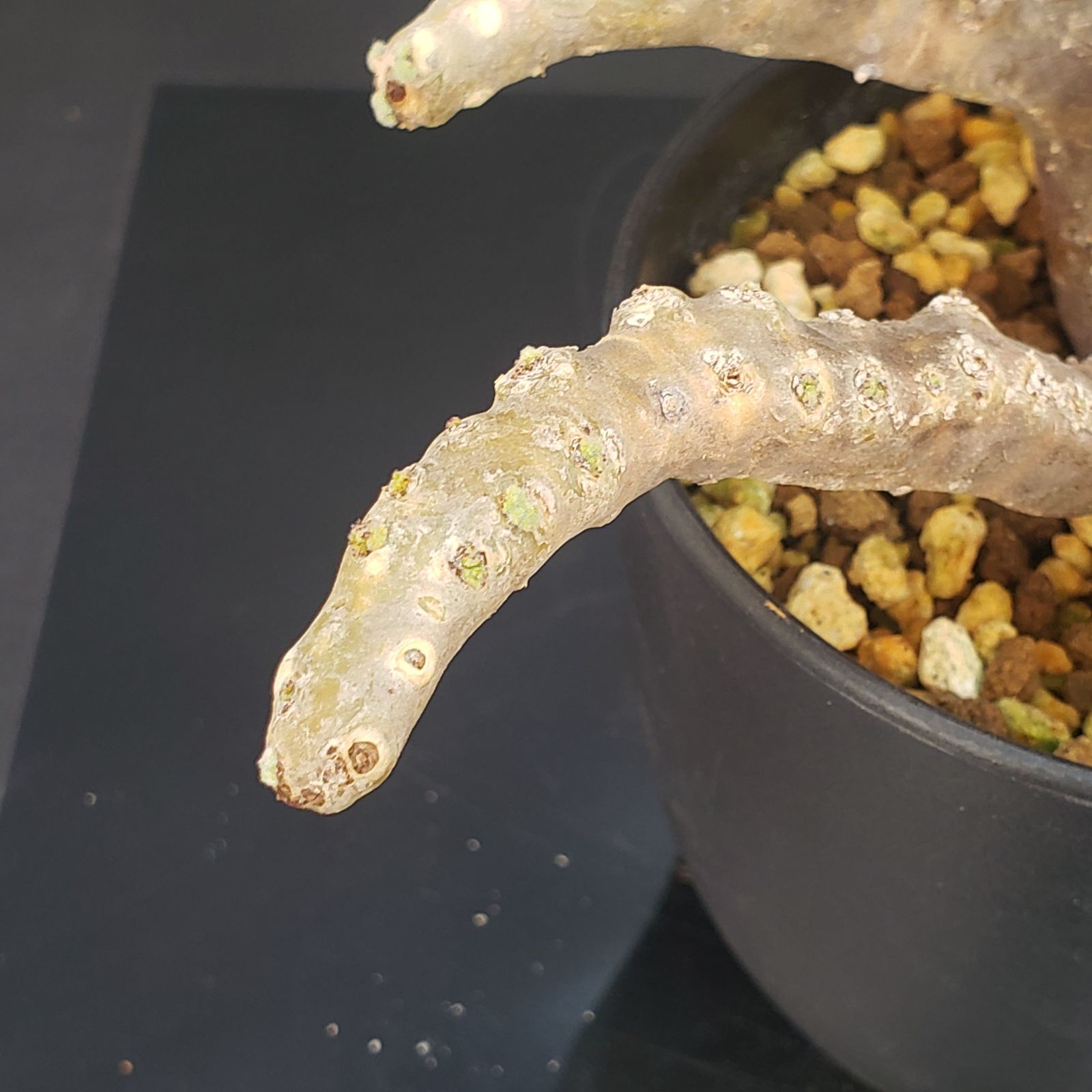 N448【自社養生株】モンソニア ムルチフィダ（現地球・発根未確認株