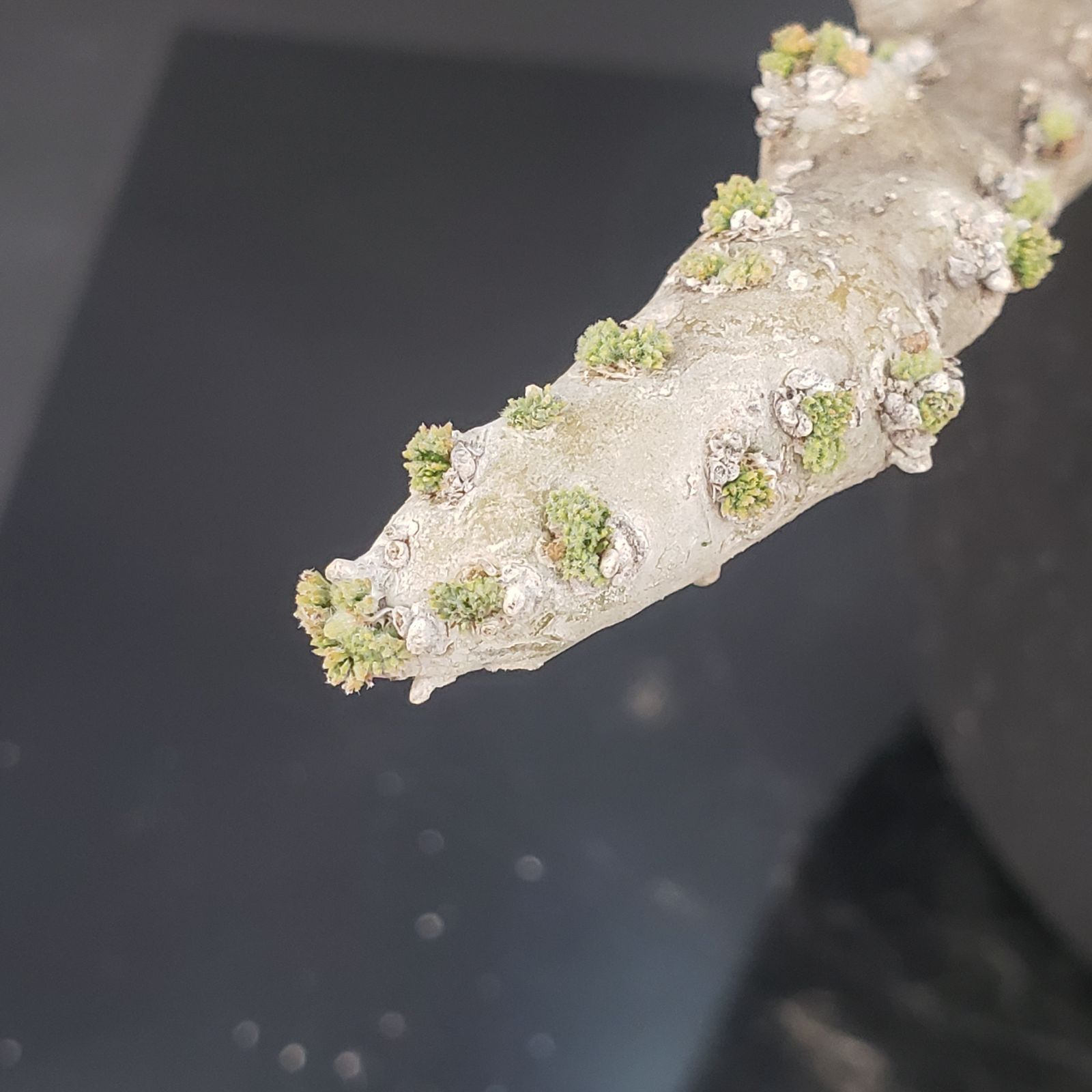 N449【自社養生株】モンソニア ムルチフィダ（現地球・発根未確認株