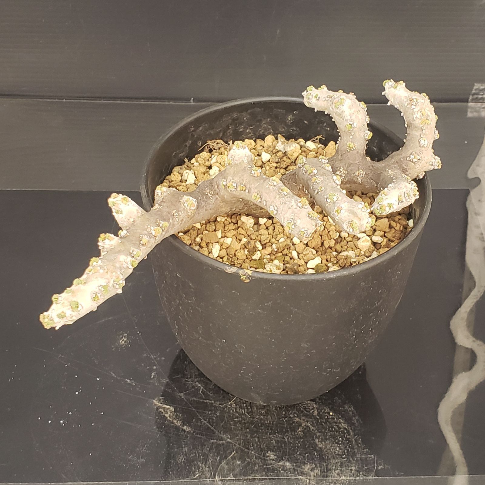 N449【自社養生株】モンソニア ムルチフィダ（現地球・発根未確認株