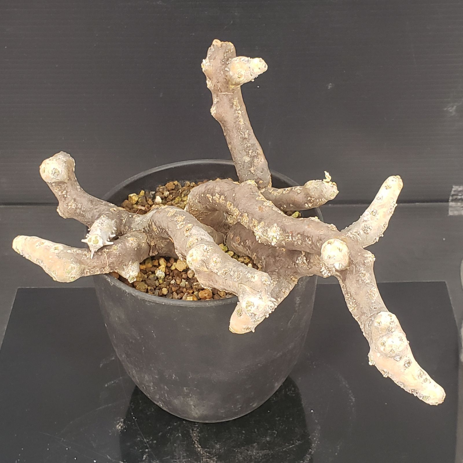 N450【自社養生株】モンソニア ムルチフィダ（現地球・発根株・鉢植え