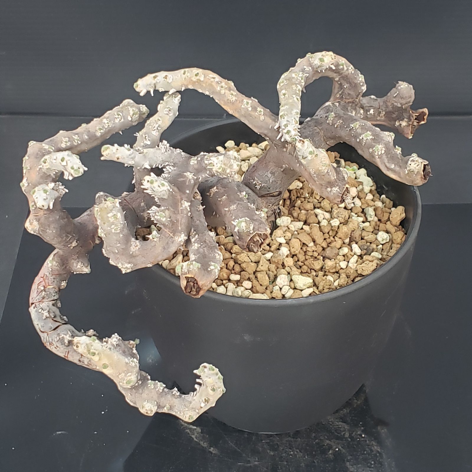 N451【自社養生株】モンソニア ムルチフィダ（現地球・発根株・鉢植え