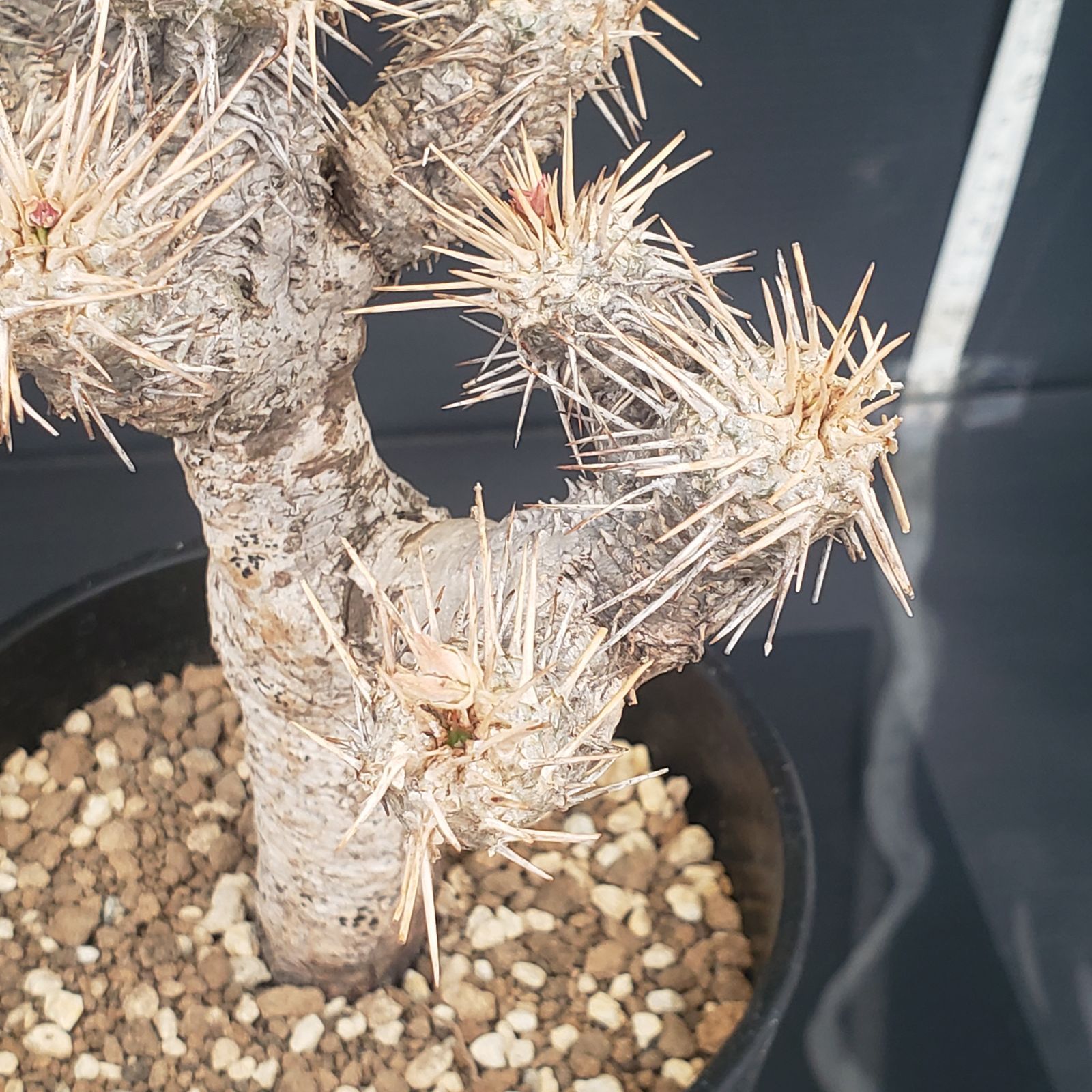 N452【自社養生株】ユーフォルビア ギラウミニアナ（現地球・発根株