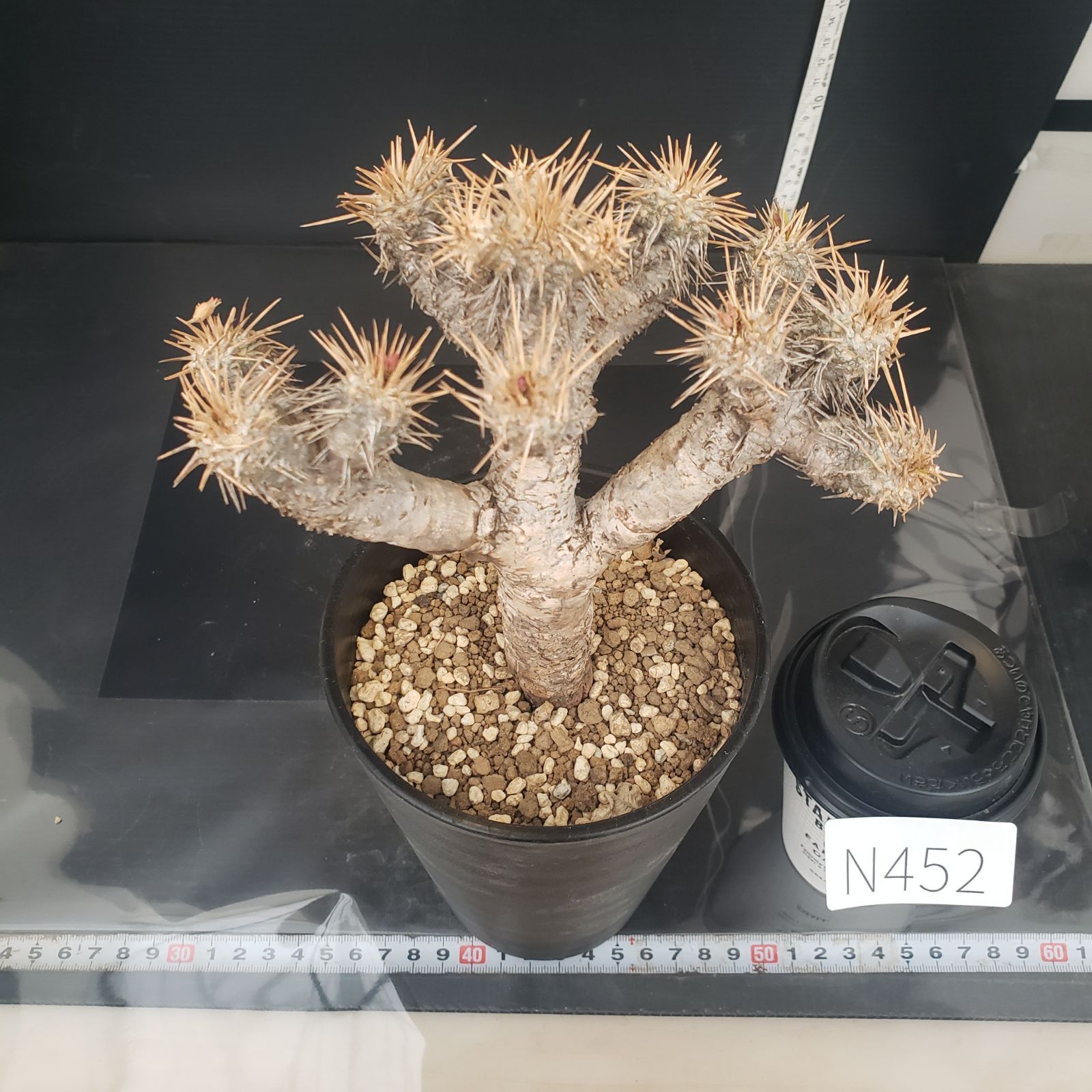 N452【自社養生株】ユーフォルビア ギラウミニアナ（現地球・発根株