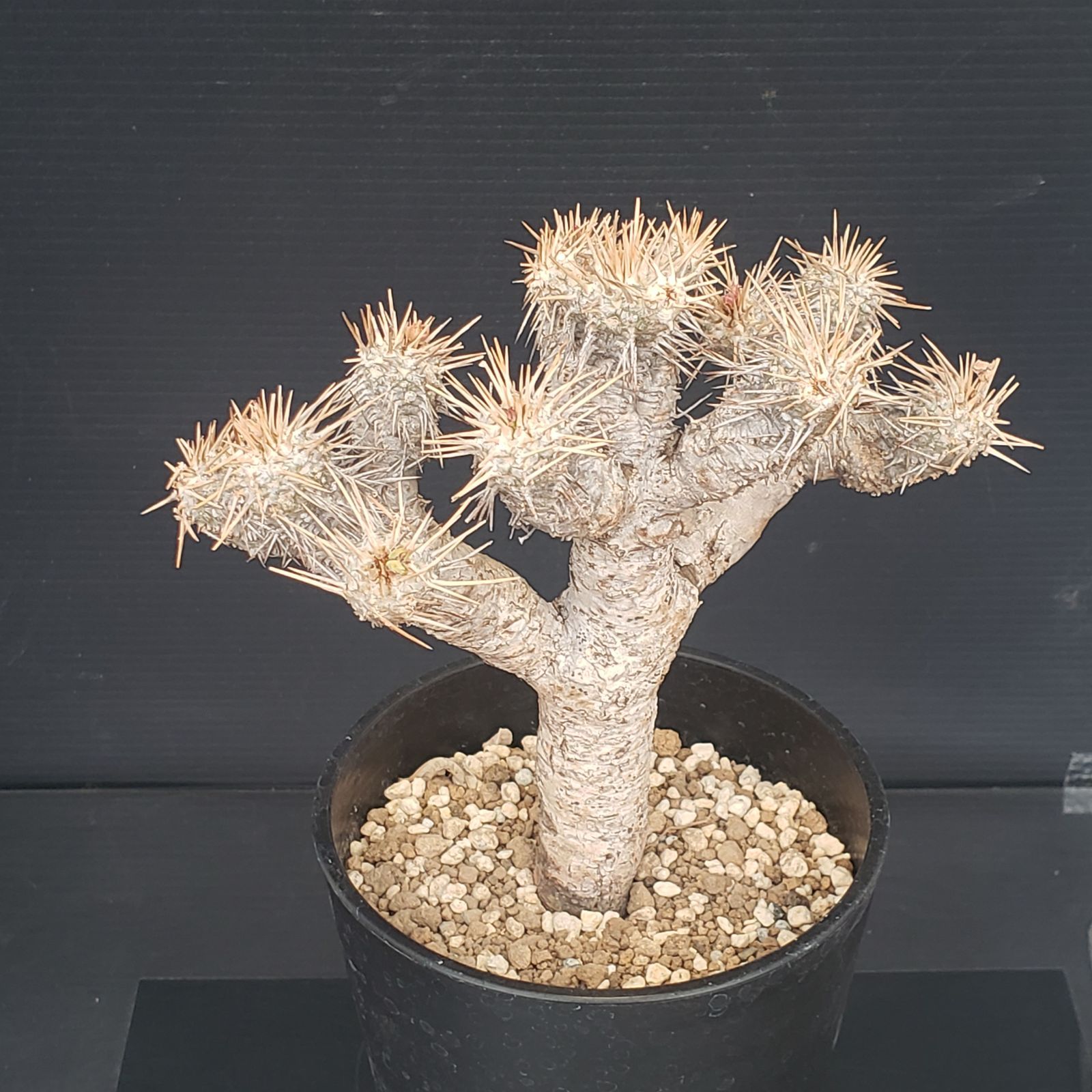 N452【自社養生株】ユーフォルビア ギラウミニアナ（現地球・発根株