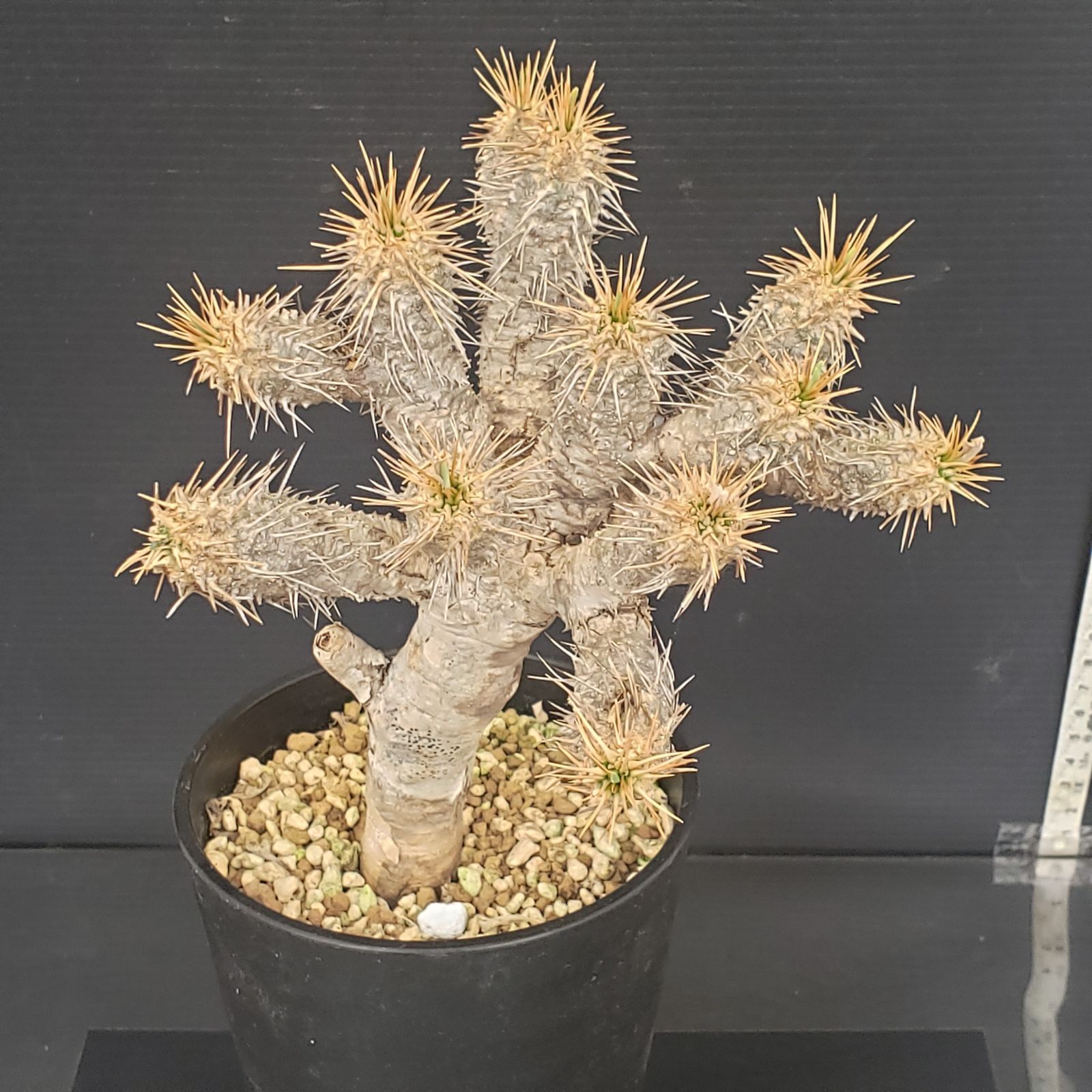 N454【自社養生株】ユーフォルビア ギラウミニアナ（現地球・発根株