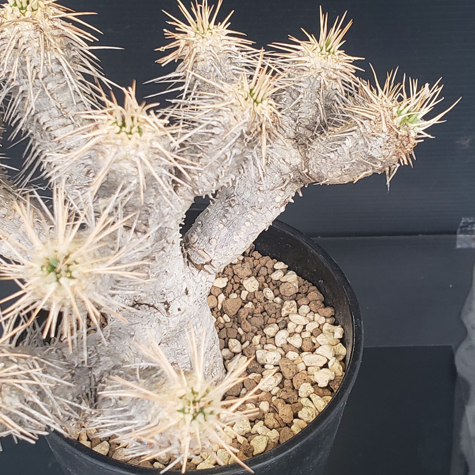 N455【自社養生株】ユーフォルビア ギラウミニアナ（現地球・発根株