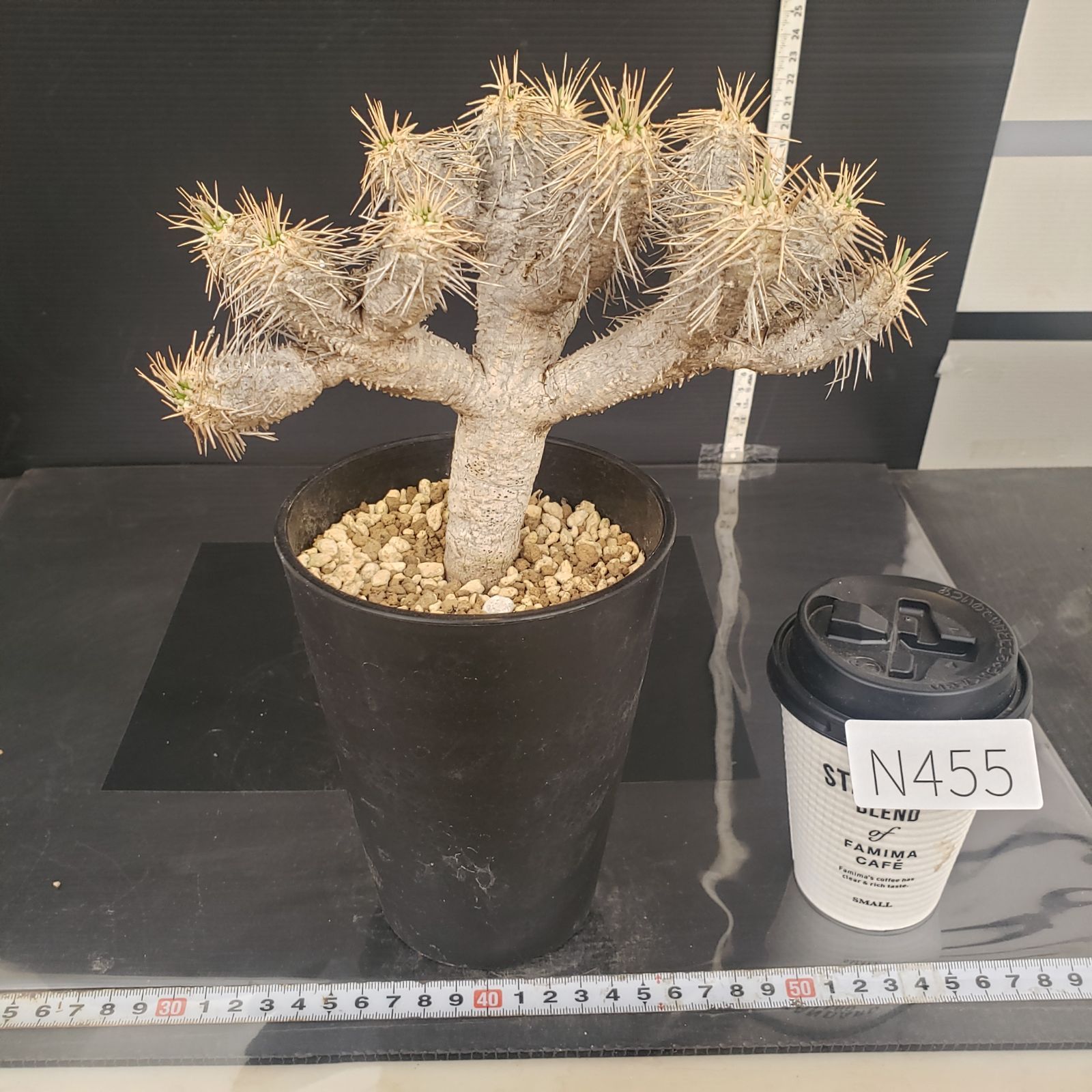 N455【自社養生株】ユーフォルビア ギラウミニアナ（現地球・発根株