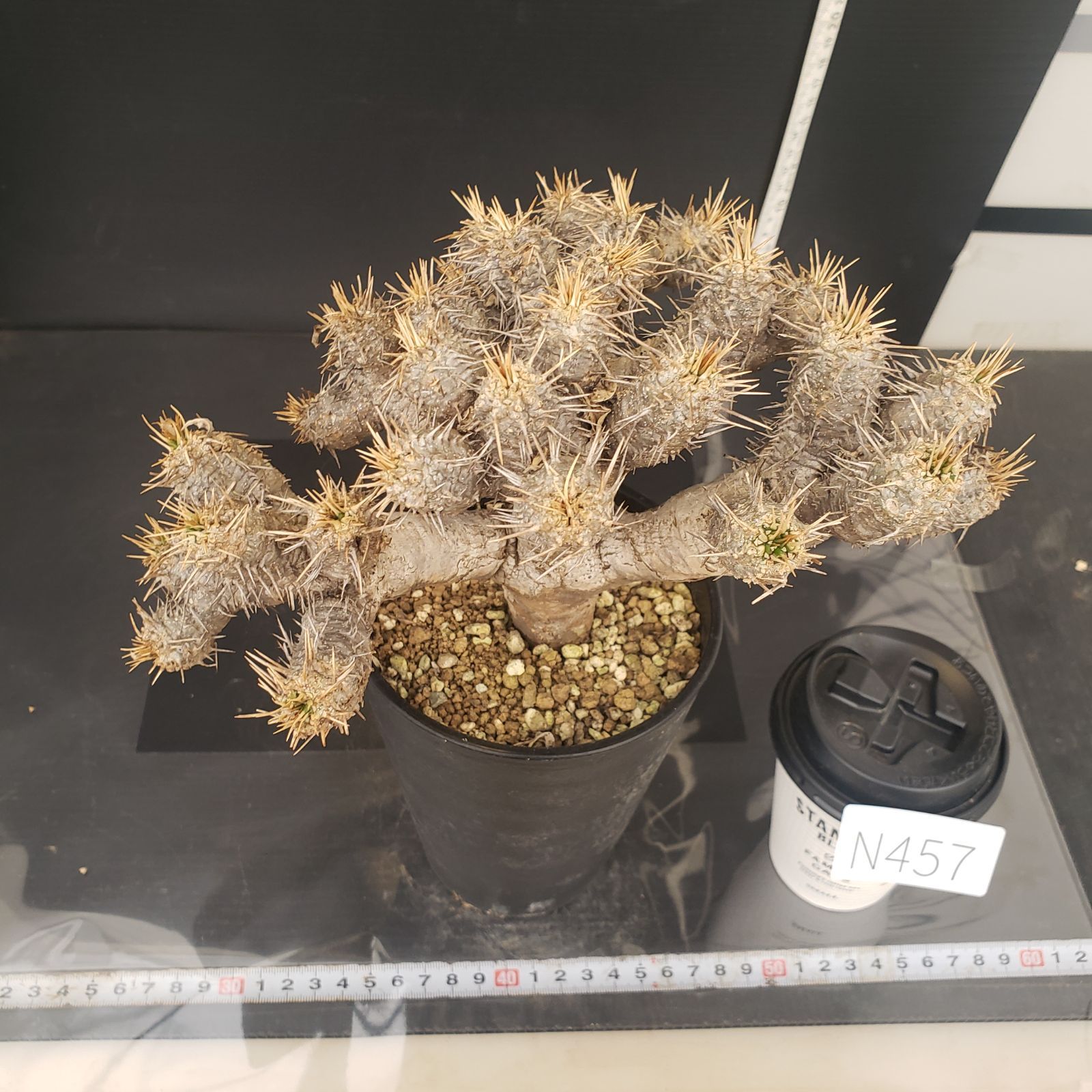 N457【自社養生株】ユーフォルビア ギラウミニアナ（現地球・発根株