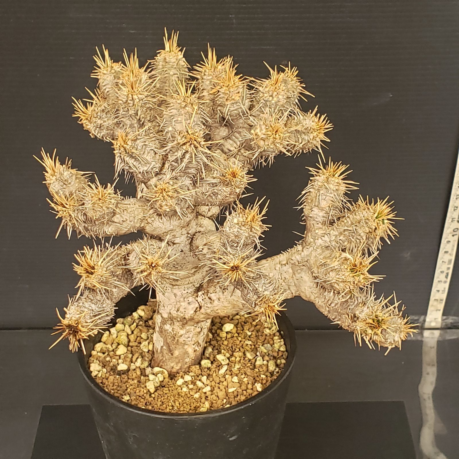 N457【自社養生株】ユーフォルビア ギラウミニアナ（現地球・発根株