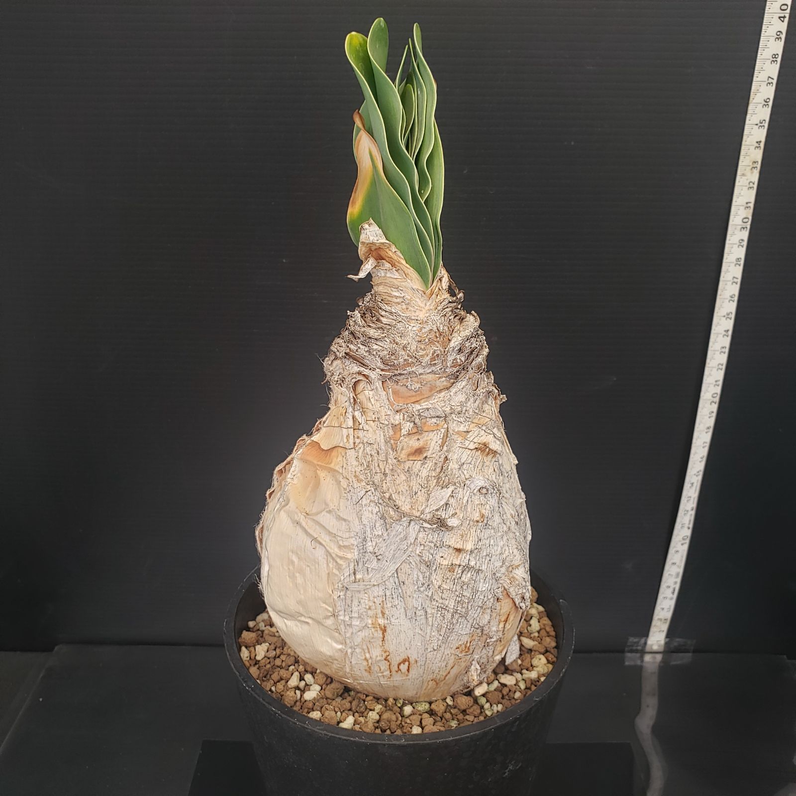 N461【自社養生株】ブーファン ハエマンソイデス（現地球・発根株