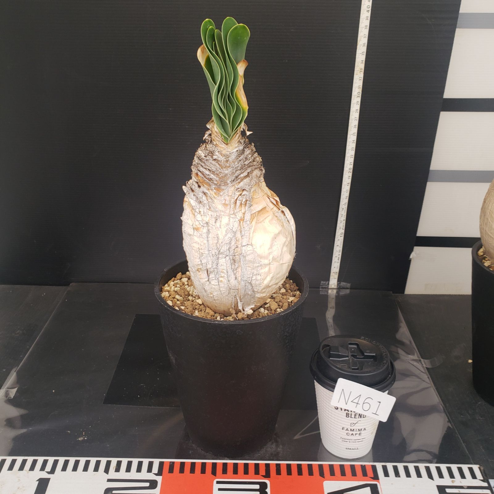 N461【自社養生株】ブーファン ハエマンソイデス（現地球・発根株