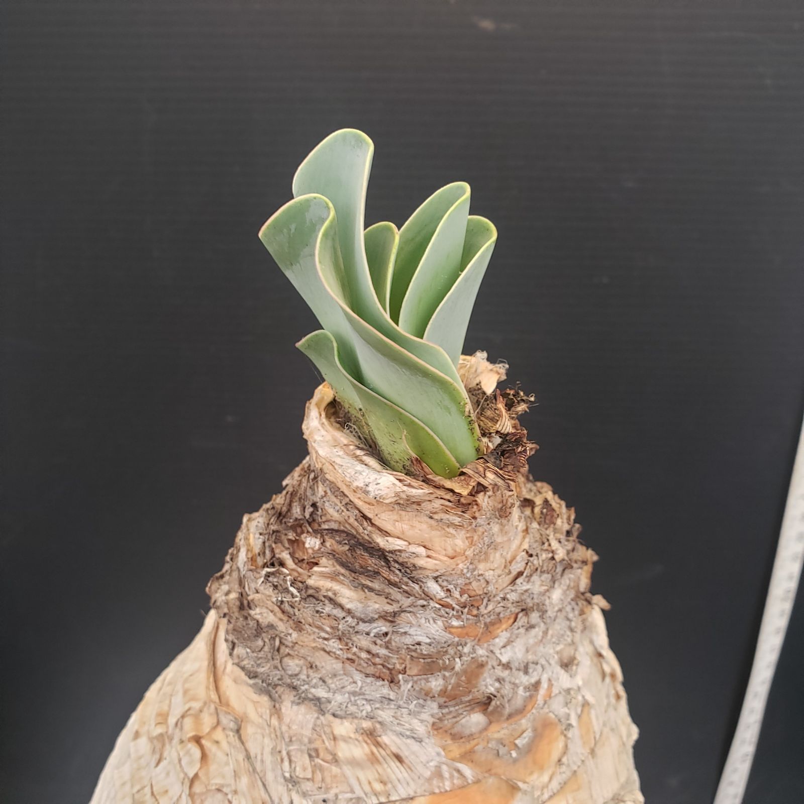 N462【自社養生株】ブーファン ハエマンソイデス（現地球・発根株