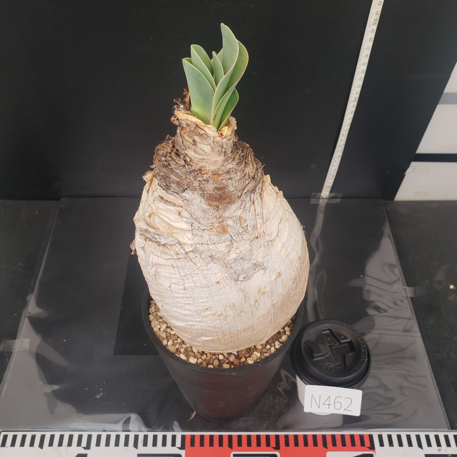 N462【自社養生株】ブーファン ハエマンソイデス（現地球・発根株