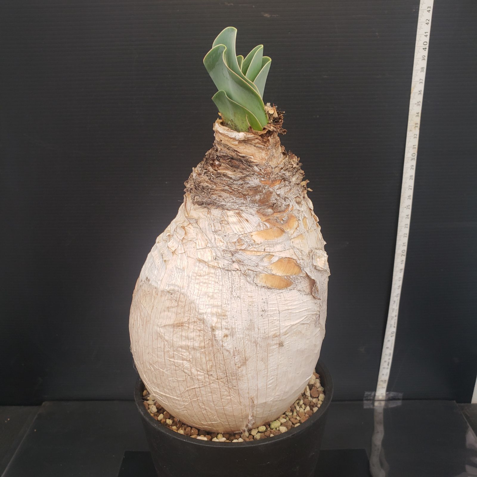 N462【自社養生株】ブーファン ハエマンソイデス（現地球・発根株