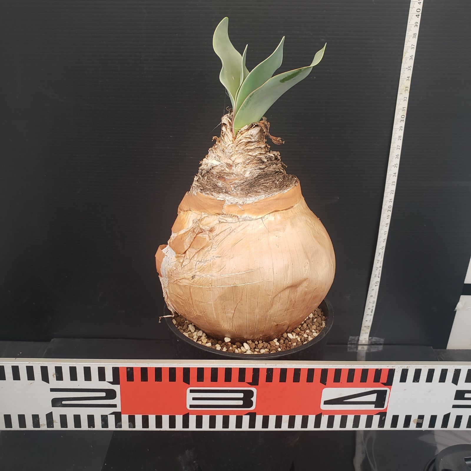 N463【自社養生株】ブーファン ハエマンソイデス（現地球・発根株