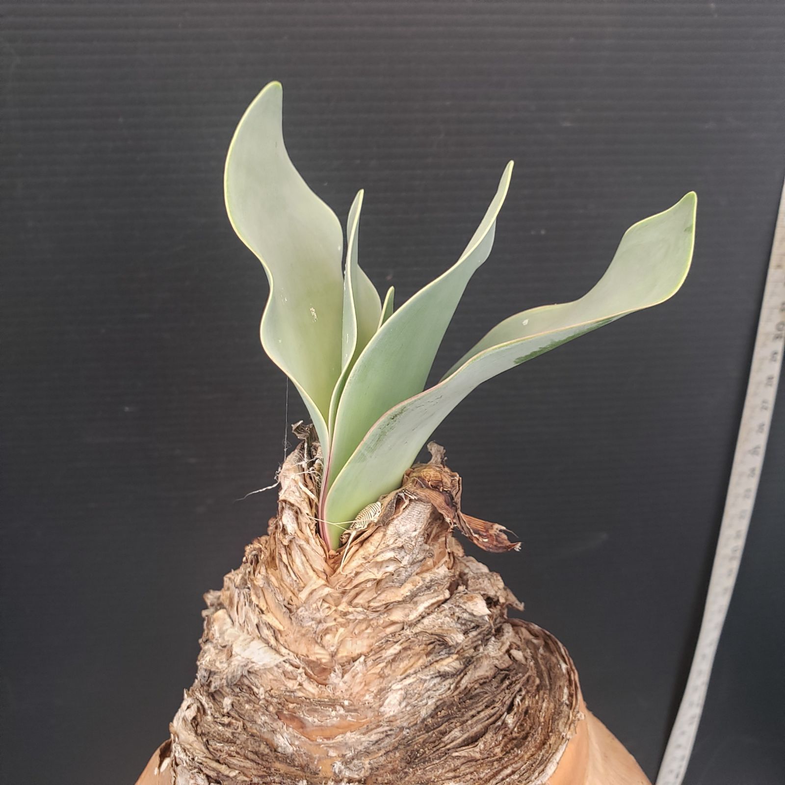 N463【自社養生株】ブーファン ハエマンソイデス（現地球・発根株