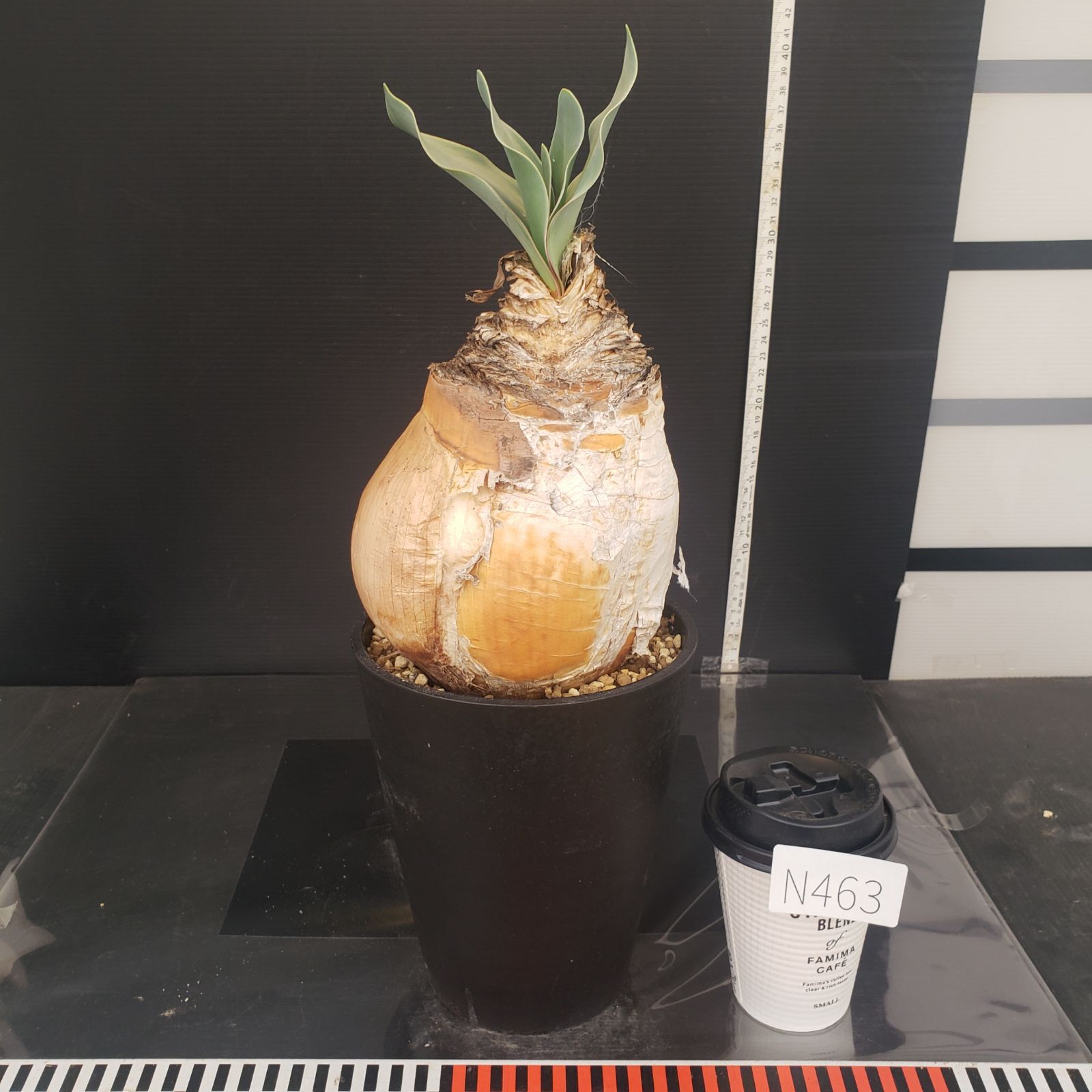 N463【自社養生株】ブーファン ハエマンソイデス（現地球・発根株