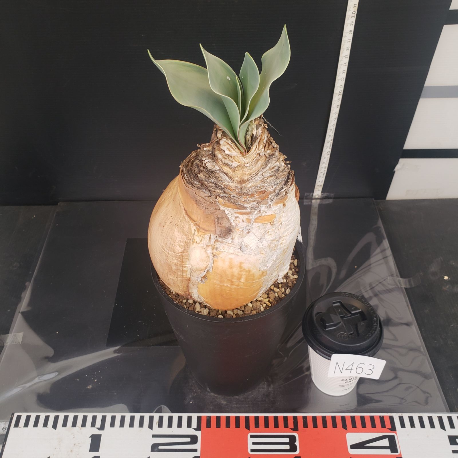 N463【自社養生株】ブーファン ハエマンソイデス（現地球・発根株