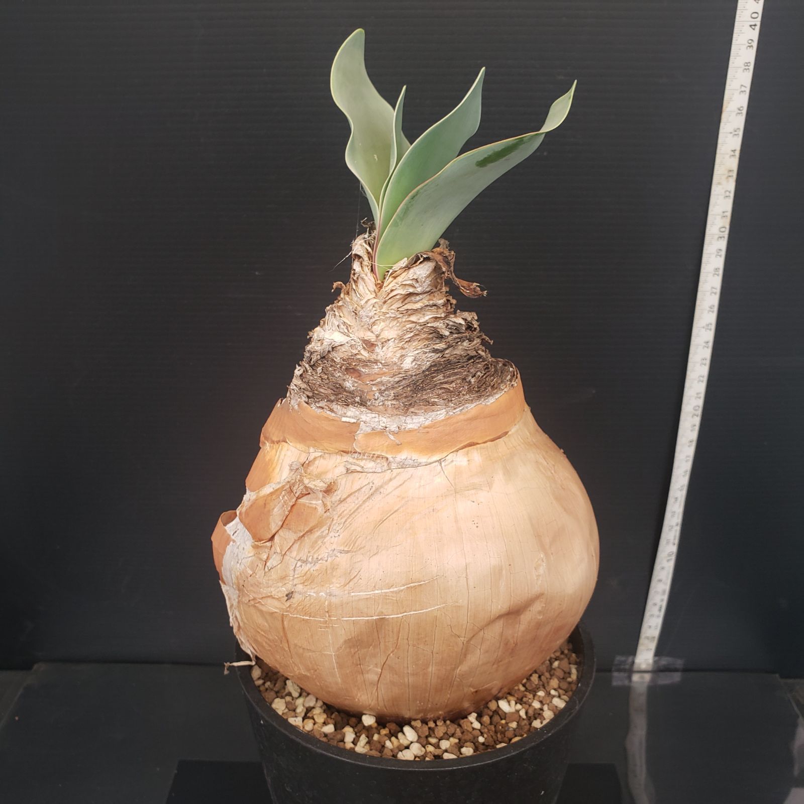 N463【自社養生株】ブーファン ハエマンソイデス（現地球・発根株