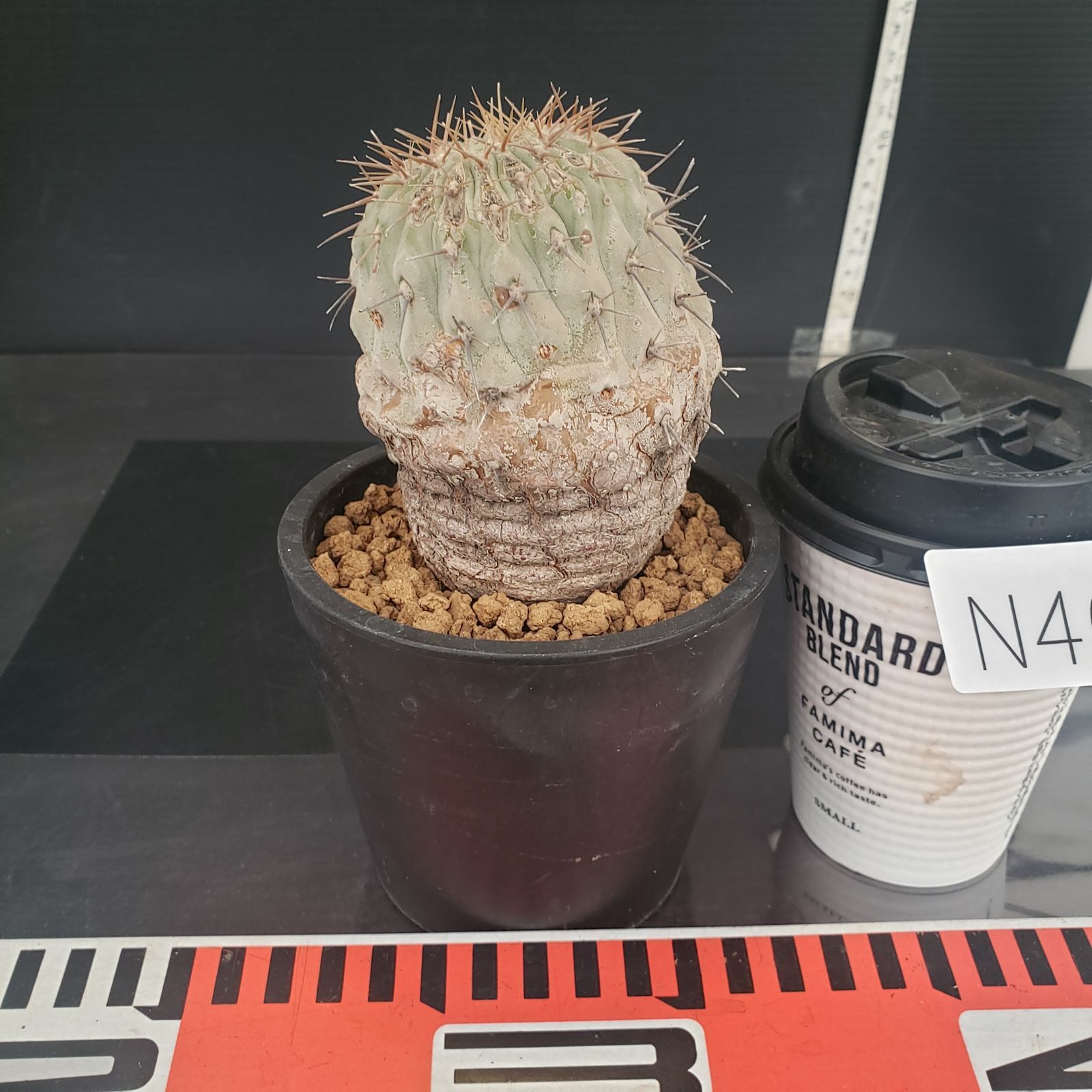 N465【自社養生株】コピアポア コルムナアルバ（発根株・鉢植え