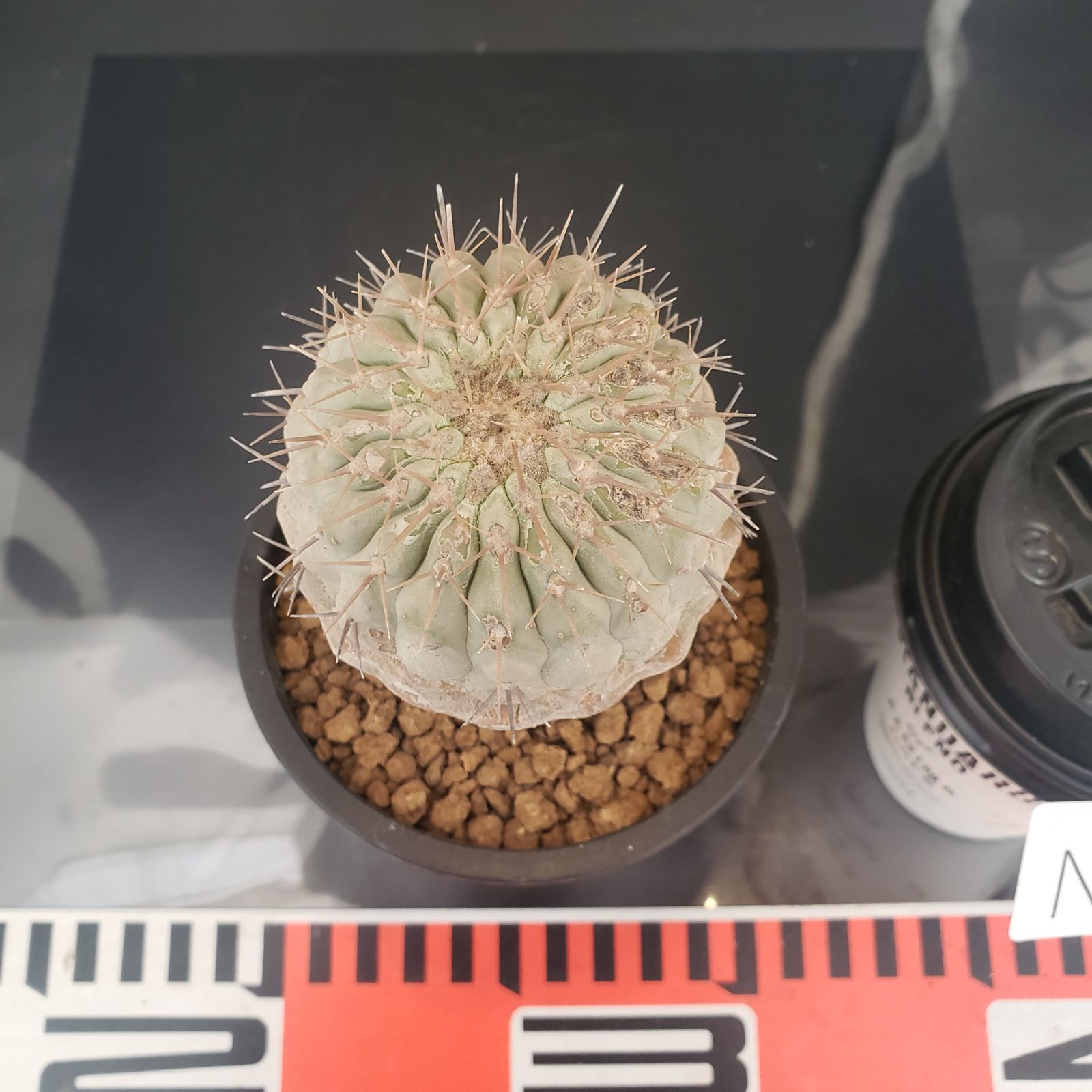 N465【自社養生株】コピアポア コルムナアルバ（発根株・鉢植え