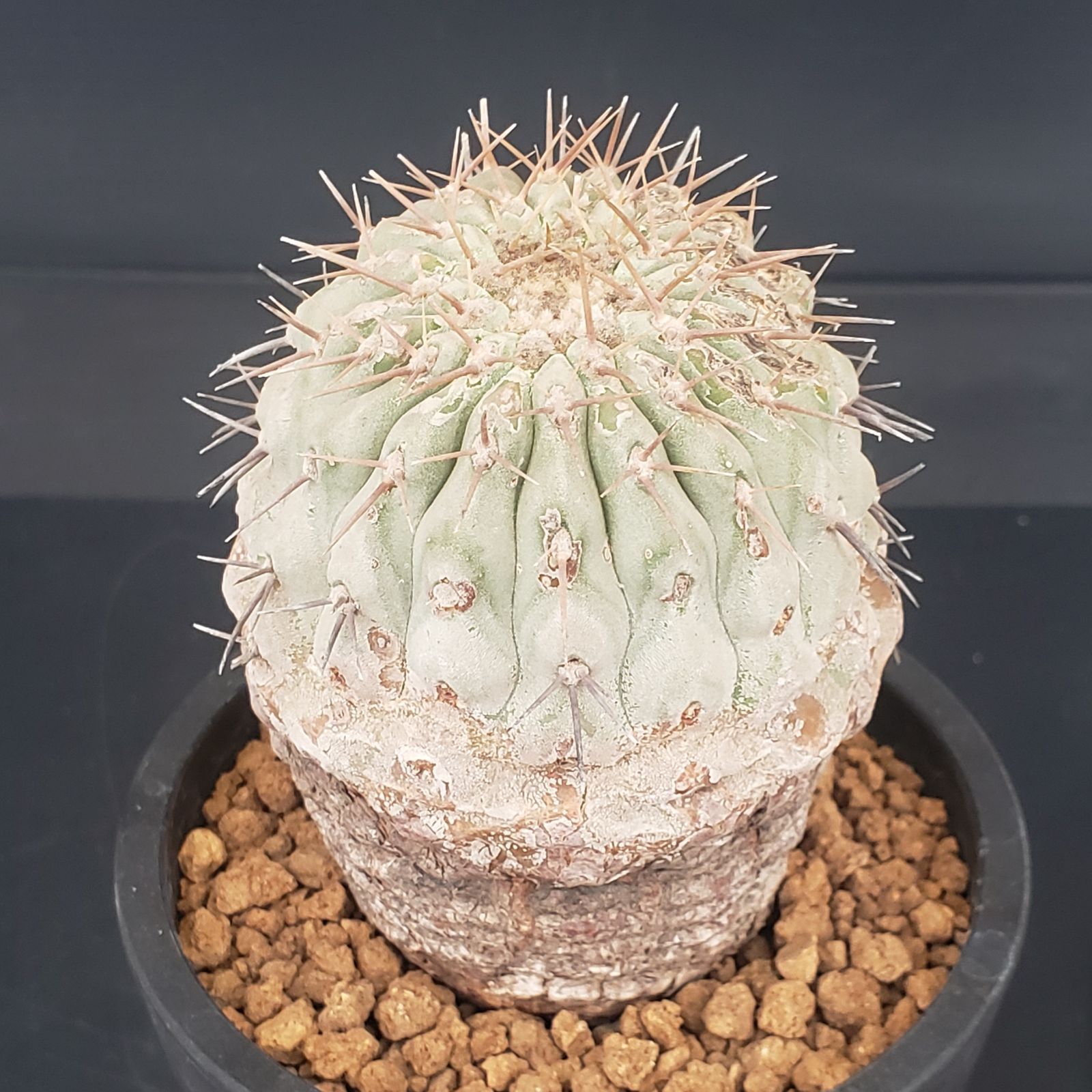 N465【自社養生株】コピアポア コルムナアルバ（発根株・鉢植え