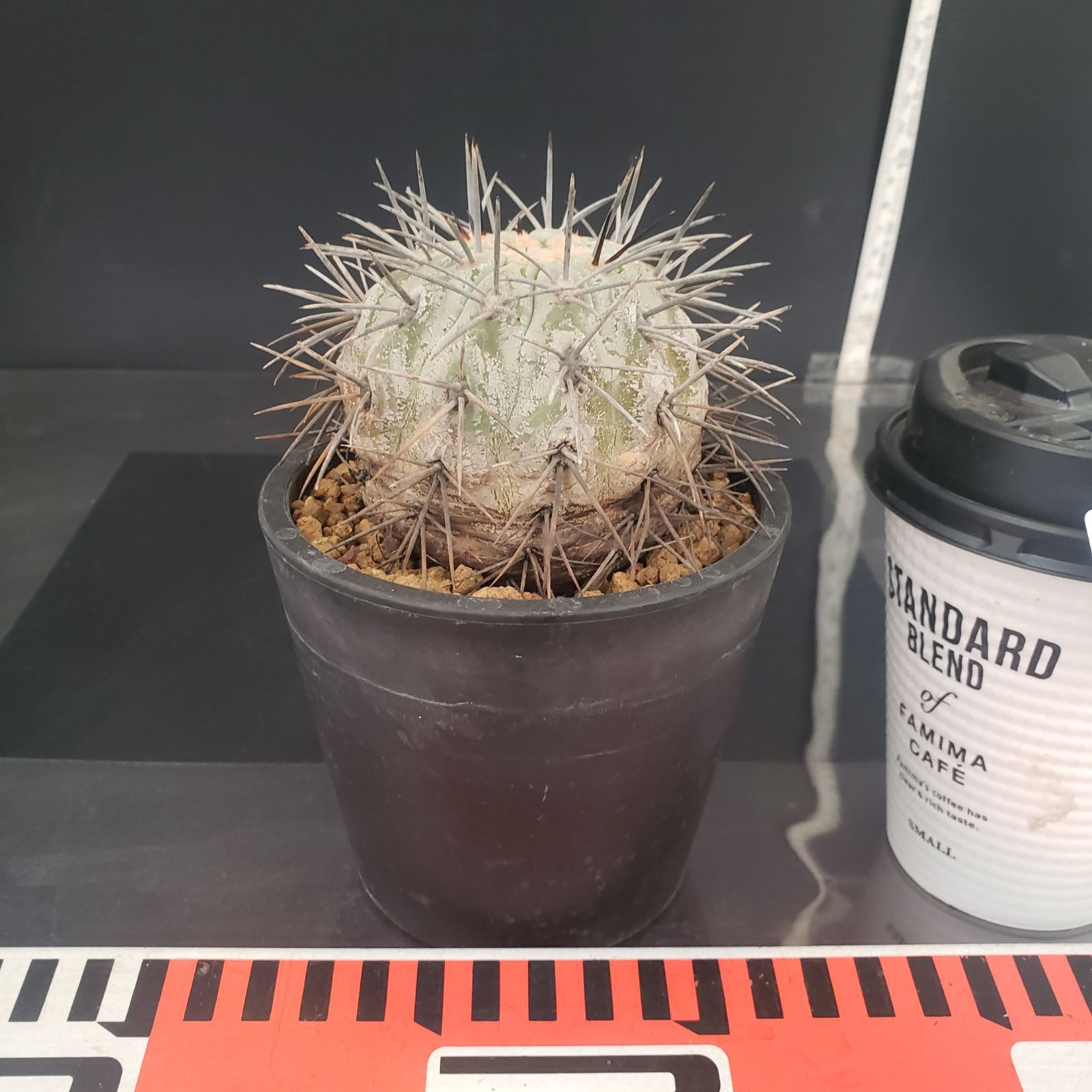 N466【自社養生株】コピアポア コルムナアルバ（発根株・鉢植え