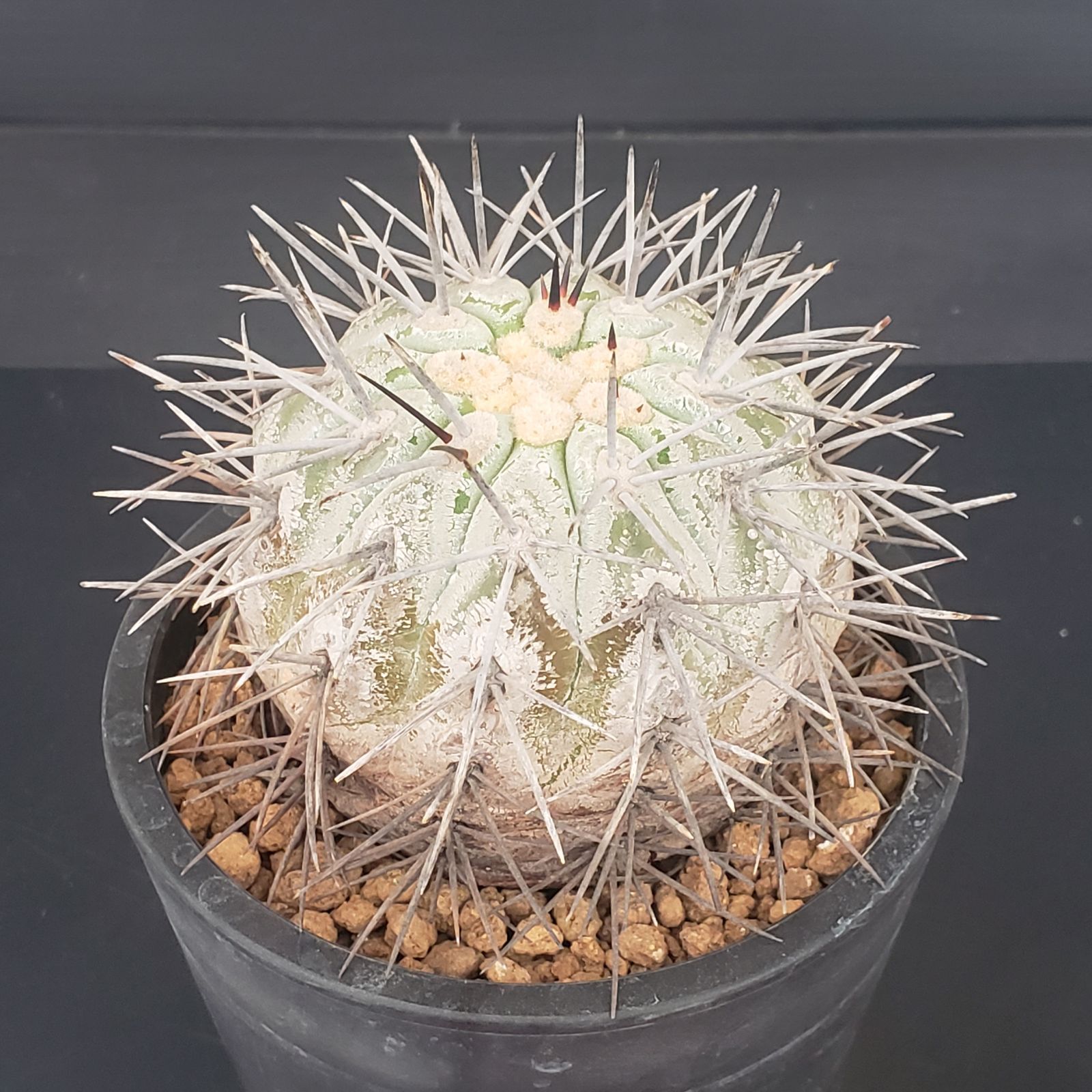 N466【自社養生株】コピアポア コルムナアルバ（発根株・鉢植え