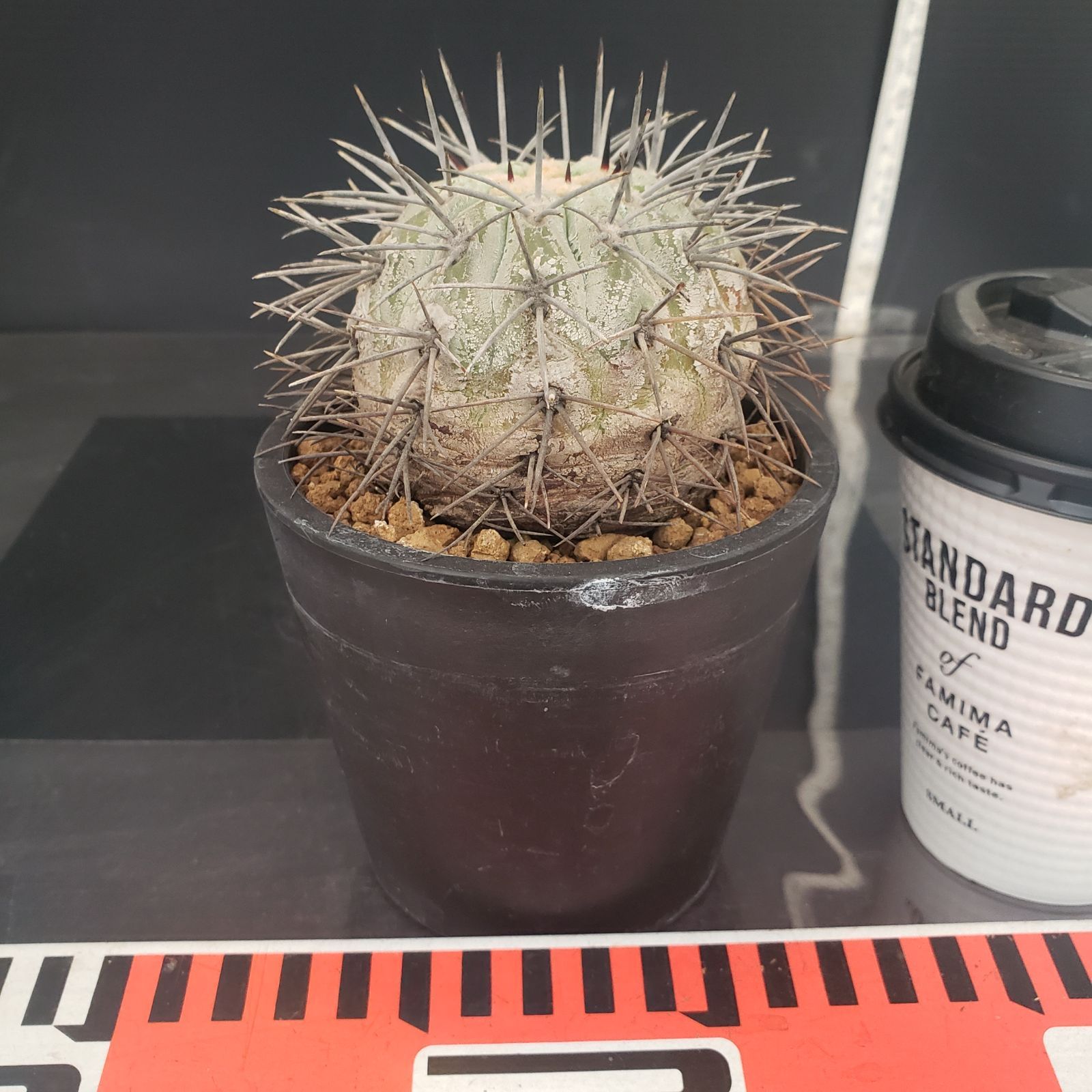 N466【自社養生株】コピアポア コルムナアルバ（発根株・鉢植え