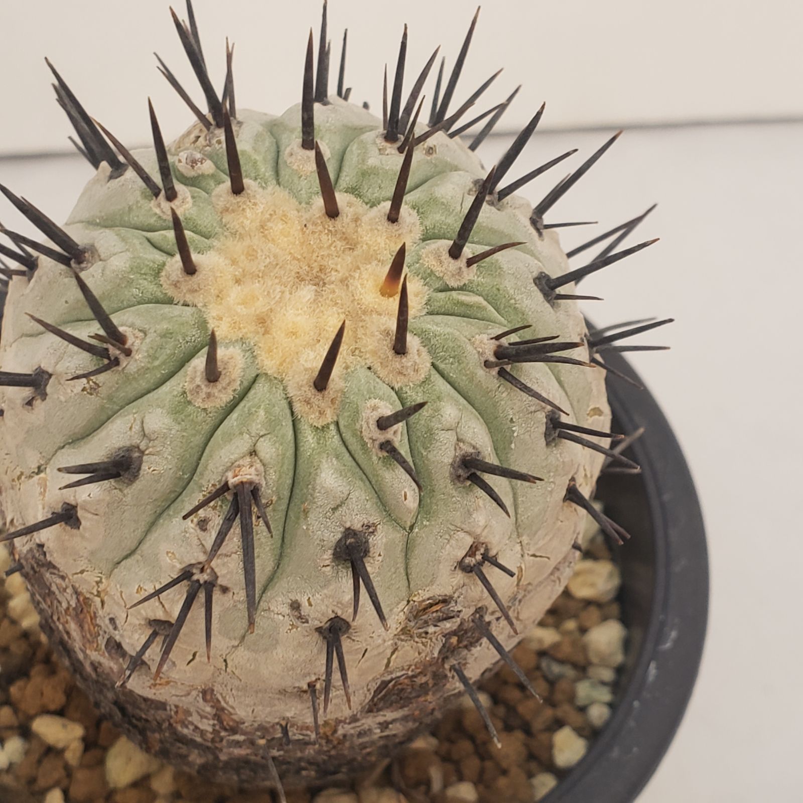 N468【自社養生株】コピアポア コルムナアルバ（発根株・鉢植え