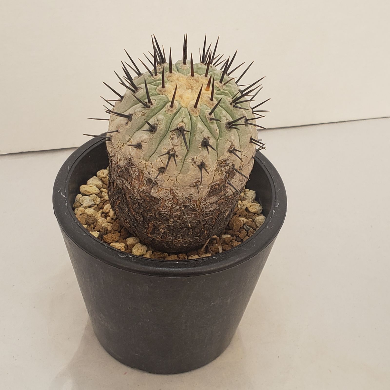 N468【自社養生株】コピアポア コルムナアルバ（発根株・鉢植え