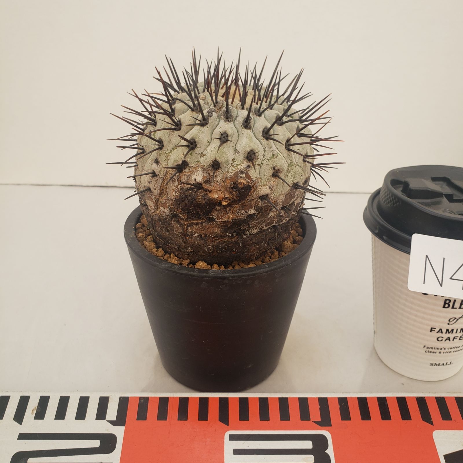 N469【自社養生株】コピアポア コルムナアルバ（発根株・鉢植え