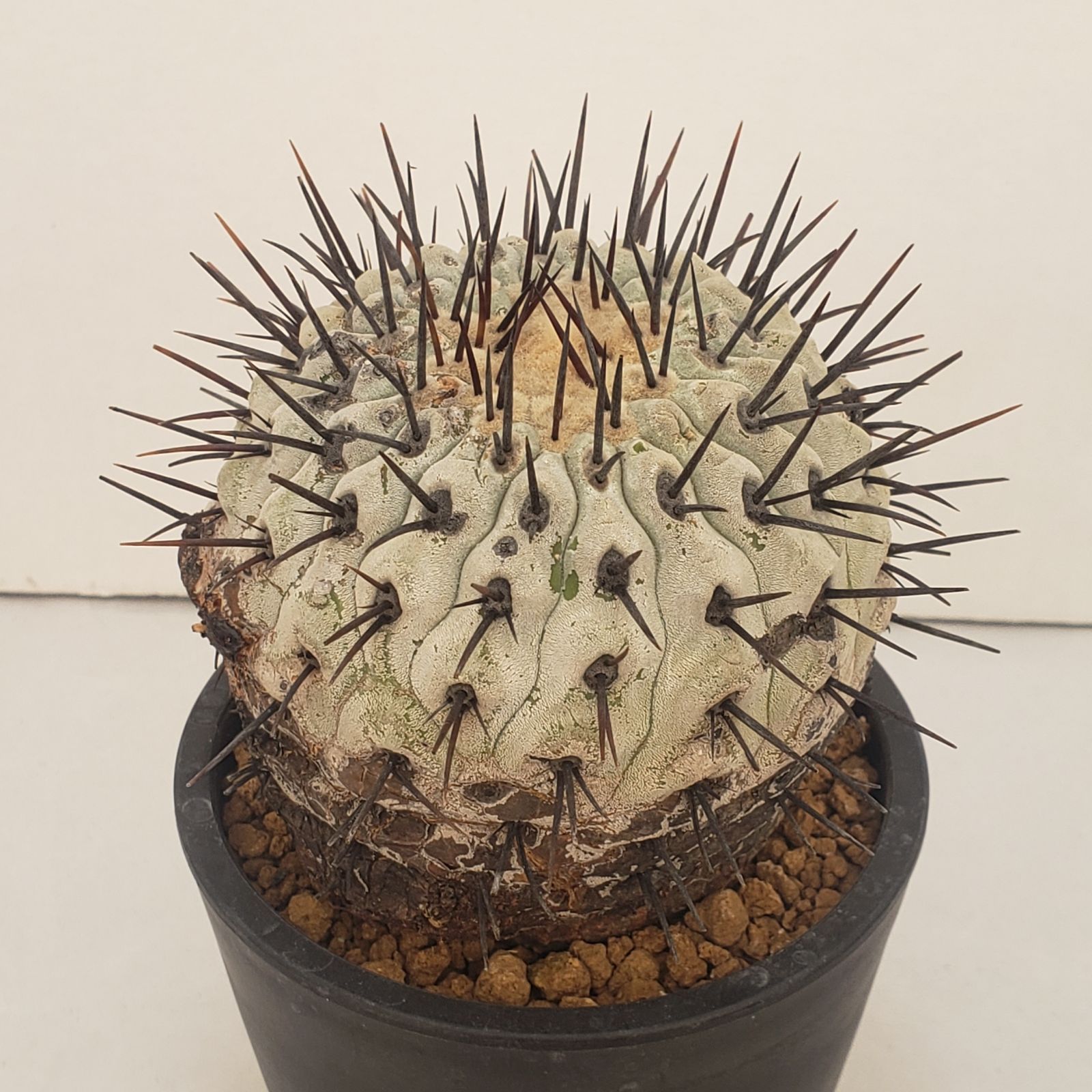 N469【自社養生株】コピアポア コルムナアルバ（発根株・鉢植え