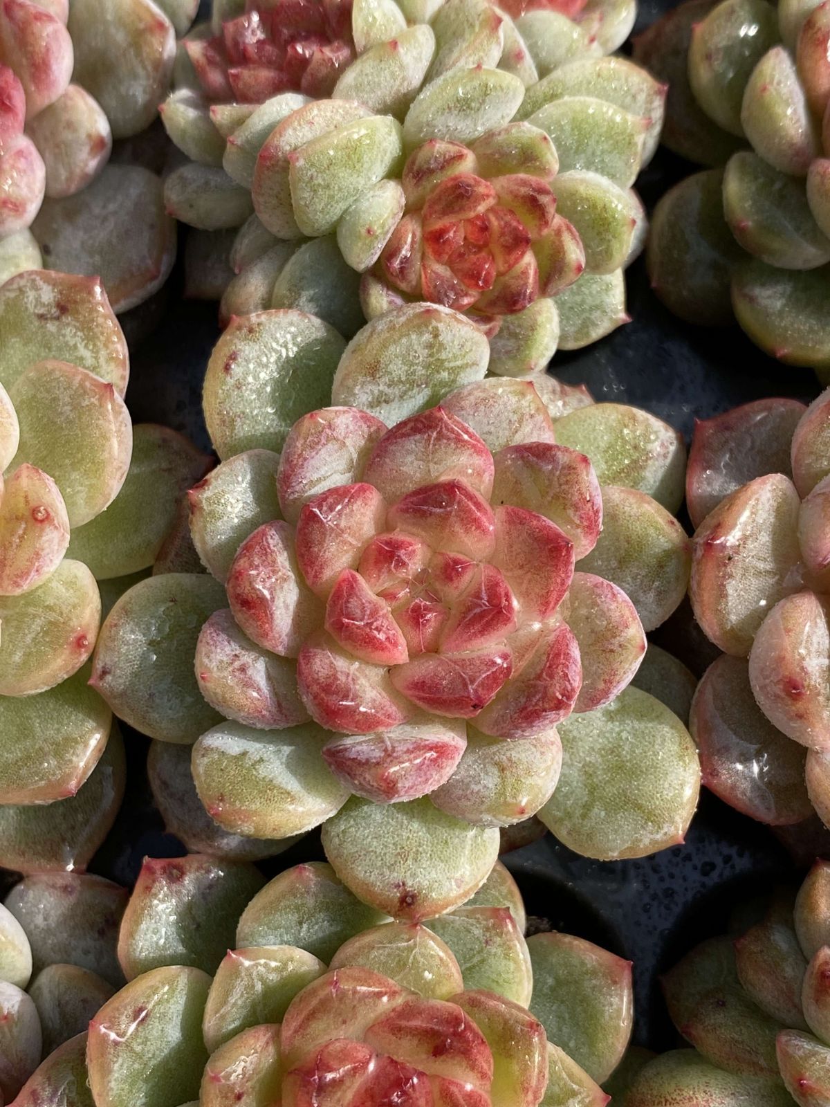 サボテン 観葉植物 花 エケベリア AF2712銭串128苗多肉植物 ブドウ