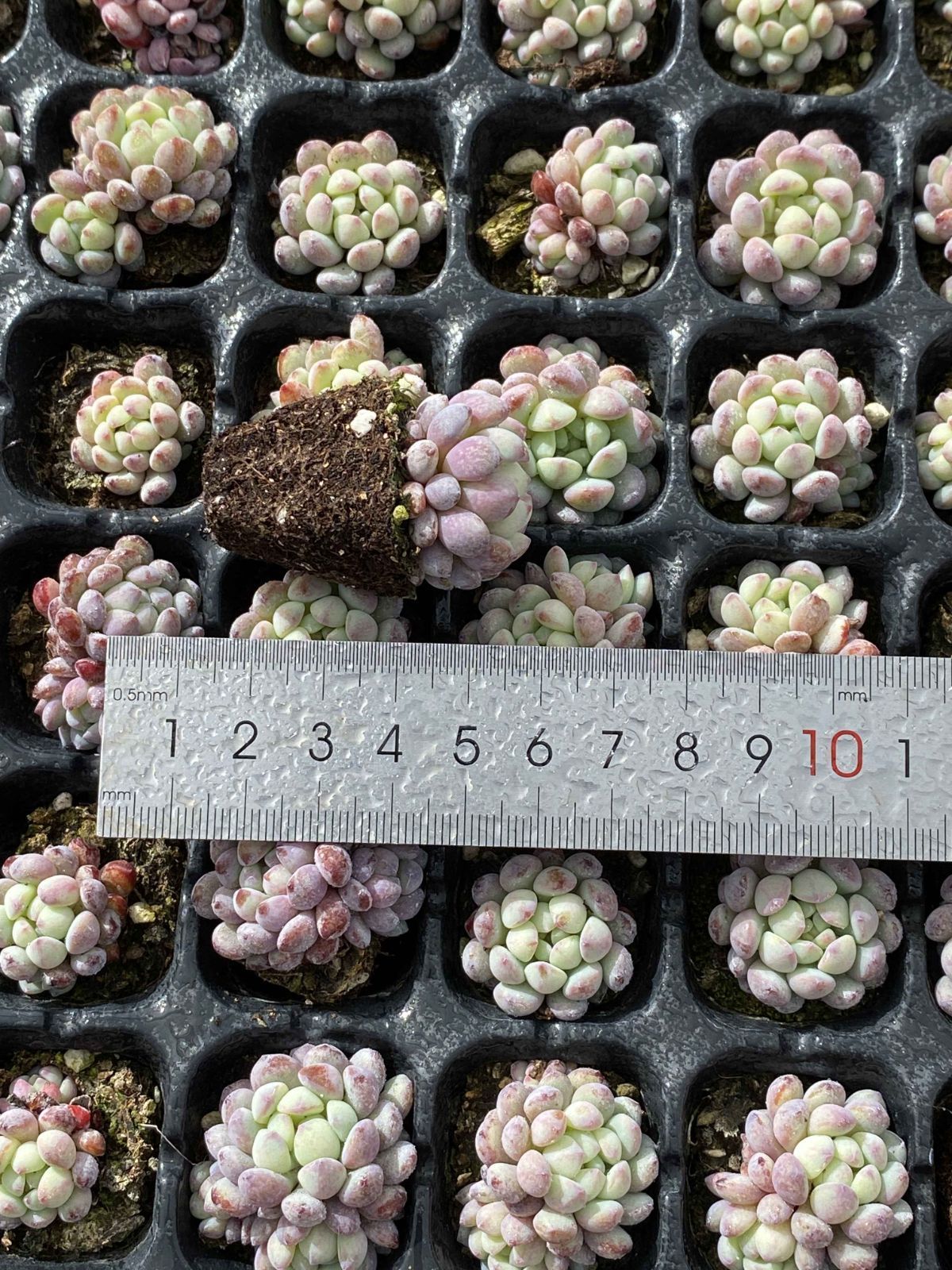 新発売 X6 モウズ 105苗セット 土と根付き 多肉植物 エケベリア 韓国苗