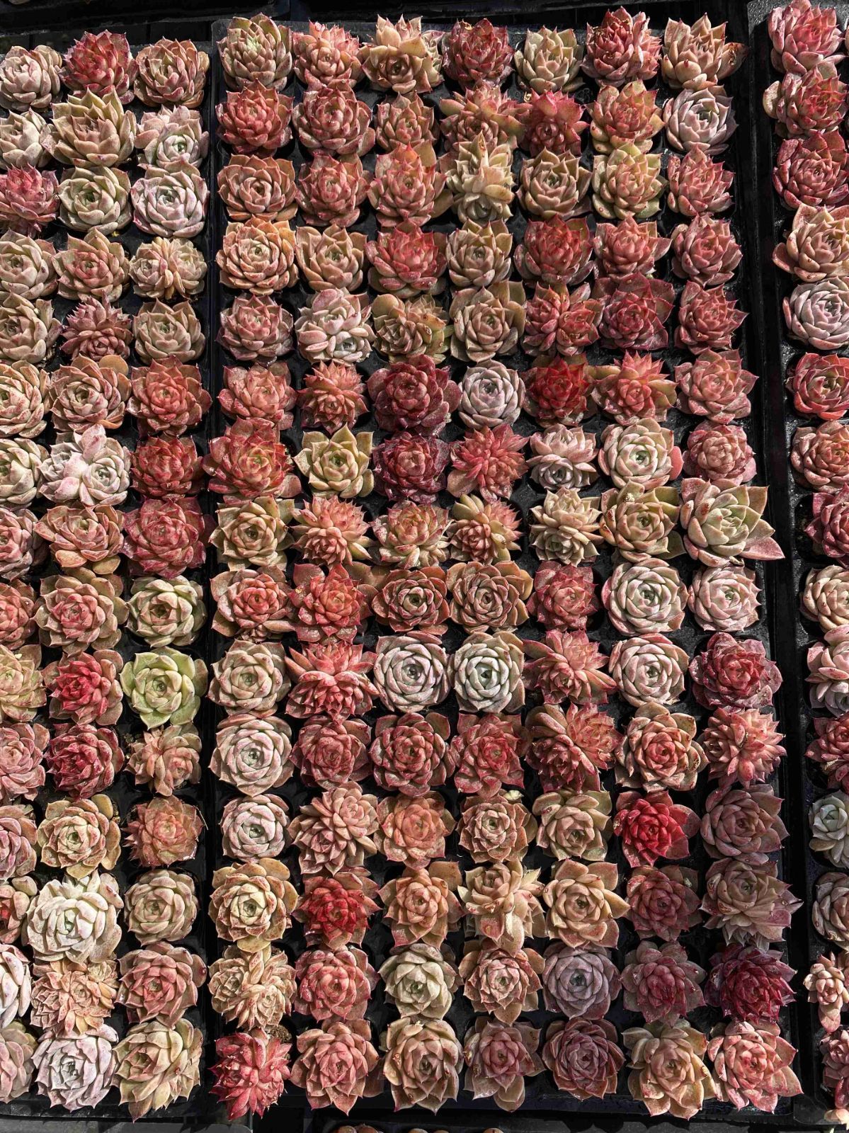 新入荷 チビボラ 鮮やかな105苗セット 土と根付き 多肉植物 エケベリア