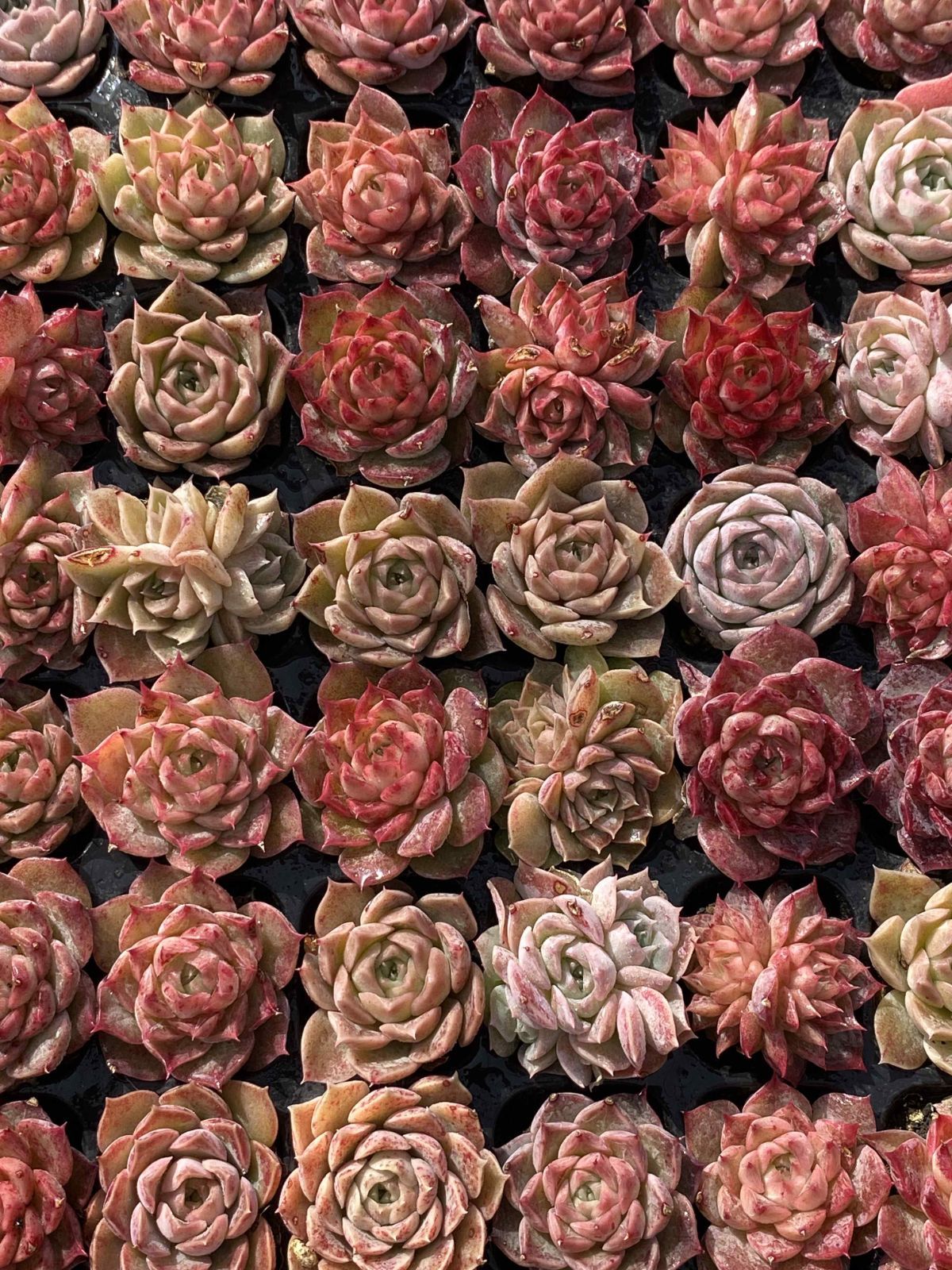 新入荷 チビボラ 鮮やかな105苗セット 土と根付き 多肉植物 エケベリア