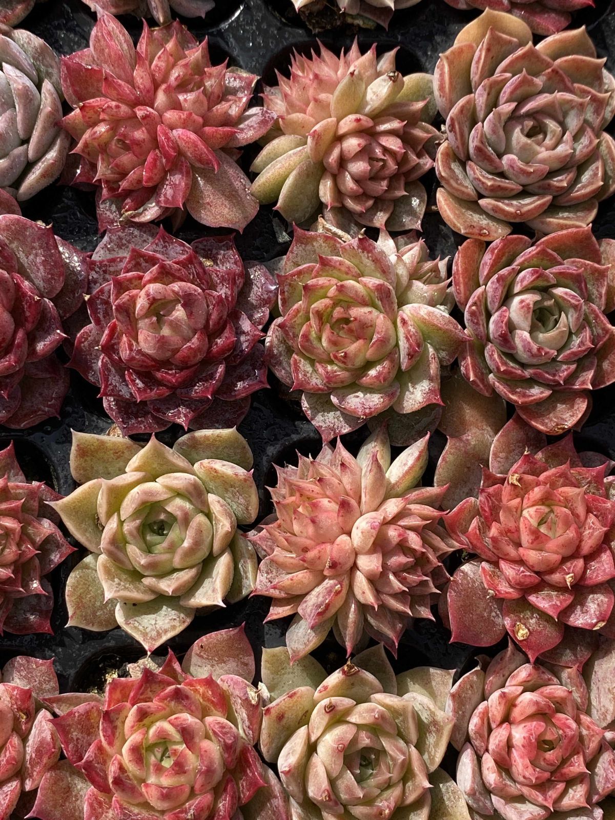 新入荷 チビボラ 鮮やかな105苗セット 土と根付き 多肉植物 エケベリア