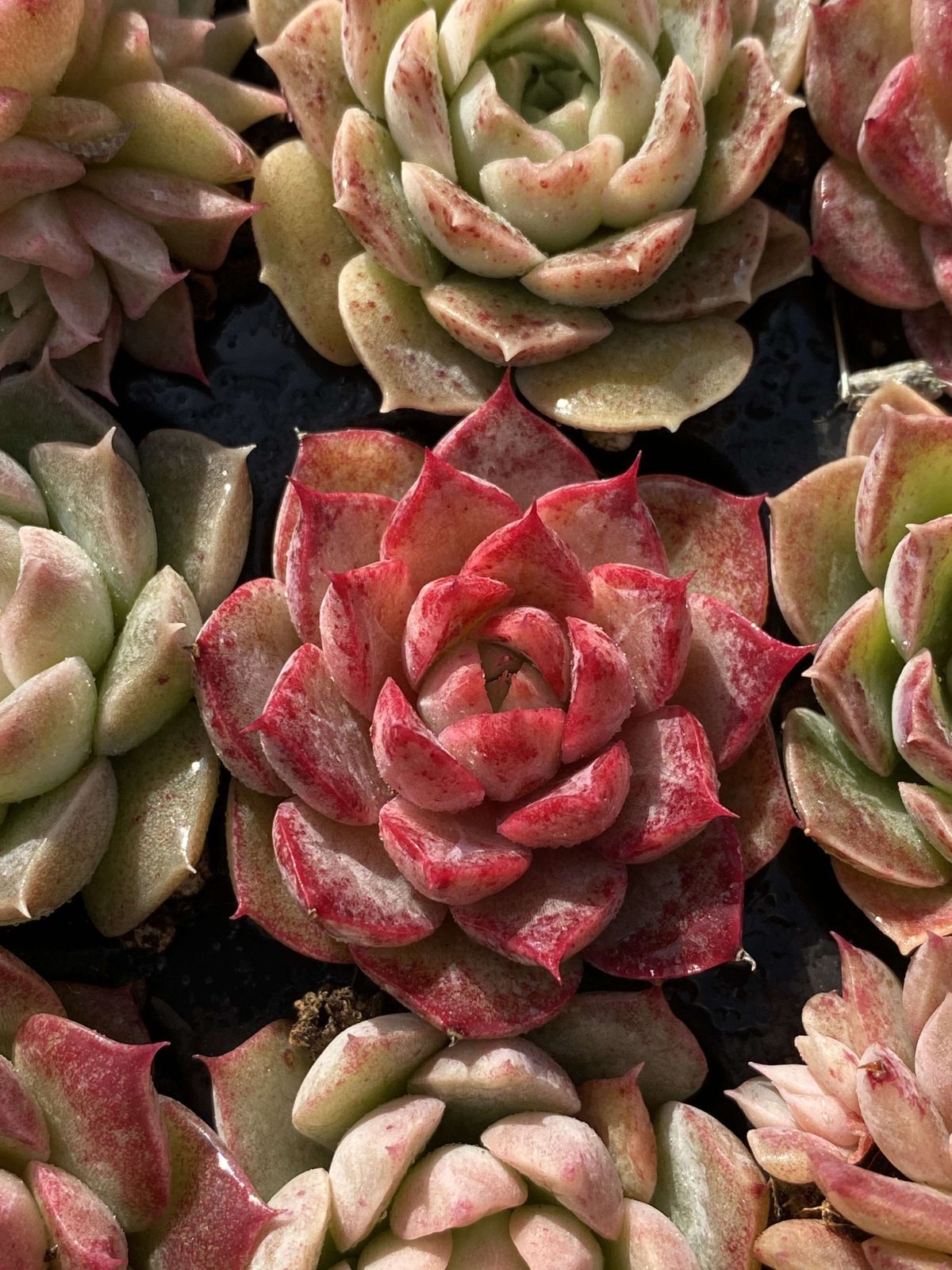 新入荷 チビボラ 鮮やかな105苗セット 土と根付き 多肉植物 エケベリア