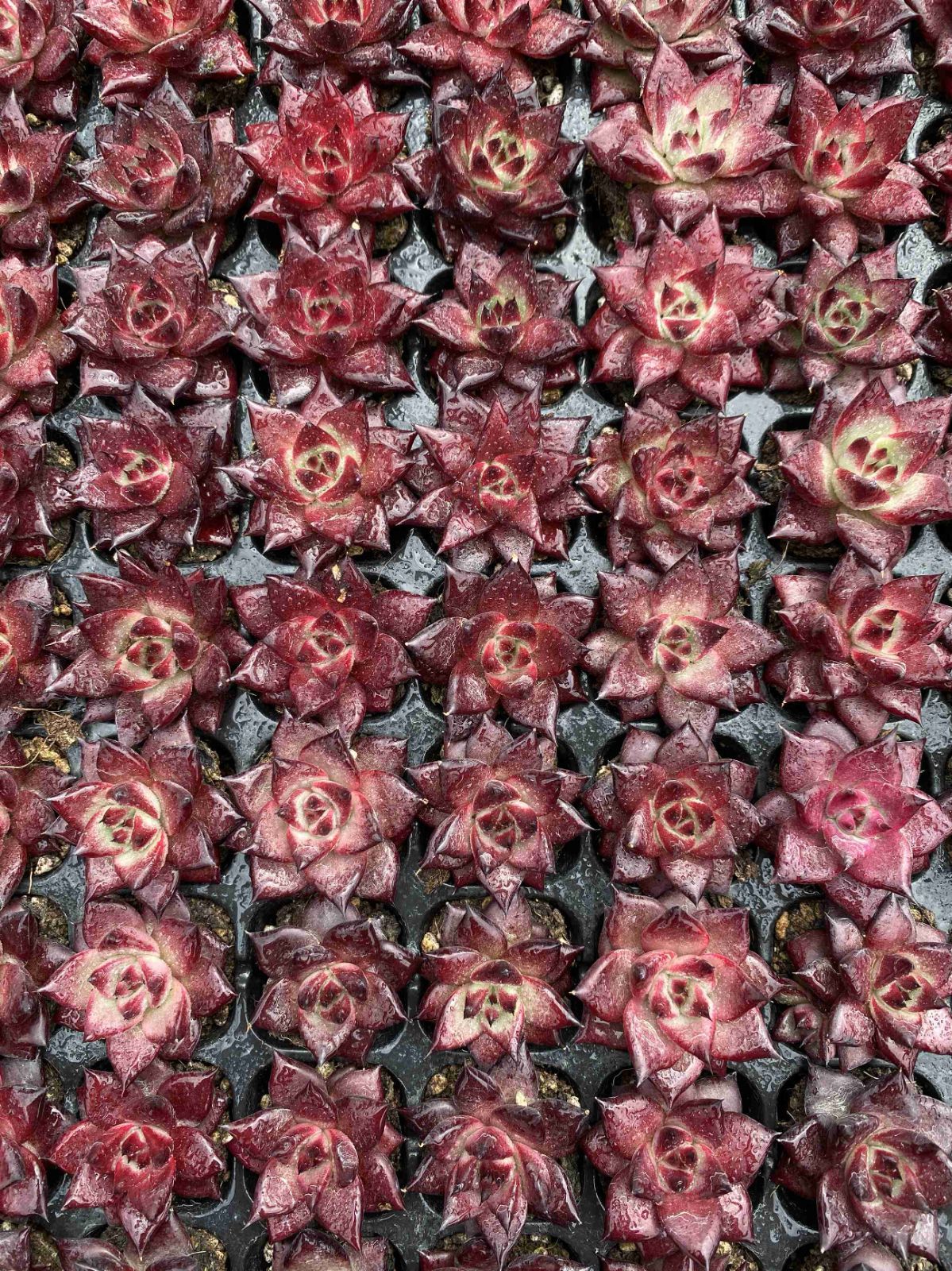 新発売 X23 ロビン 105苗セット 土と根付き 多肉植物 エケベリア 韓国