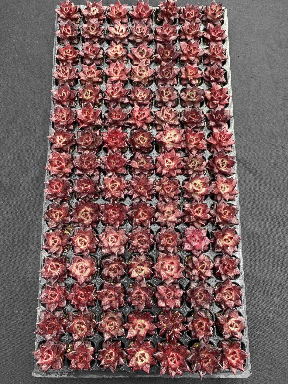 新発売 X23 ロビン 105苗セット 土と根付き 多肉植物 エケベリア 韓国