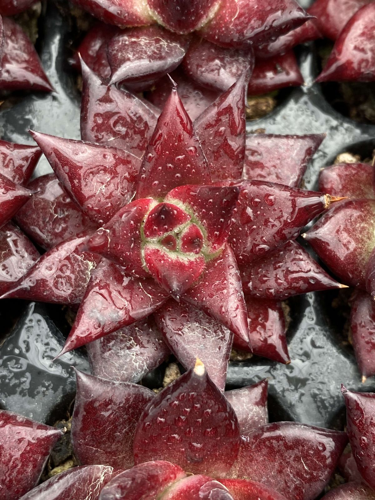 新発売 X23 ロビン 105苗セット 土と根付き 多肉植物 エケベリア 韓国