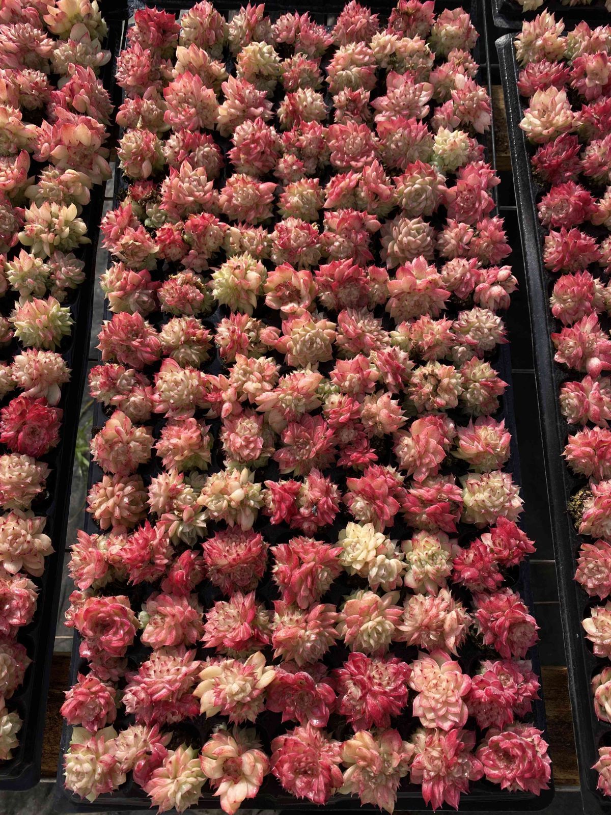 新入荷 レッドスワン 鮮やかな105苗セット 土と根付き 多肉植物