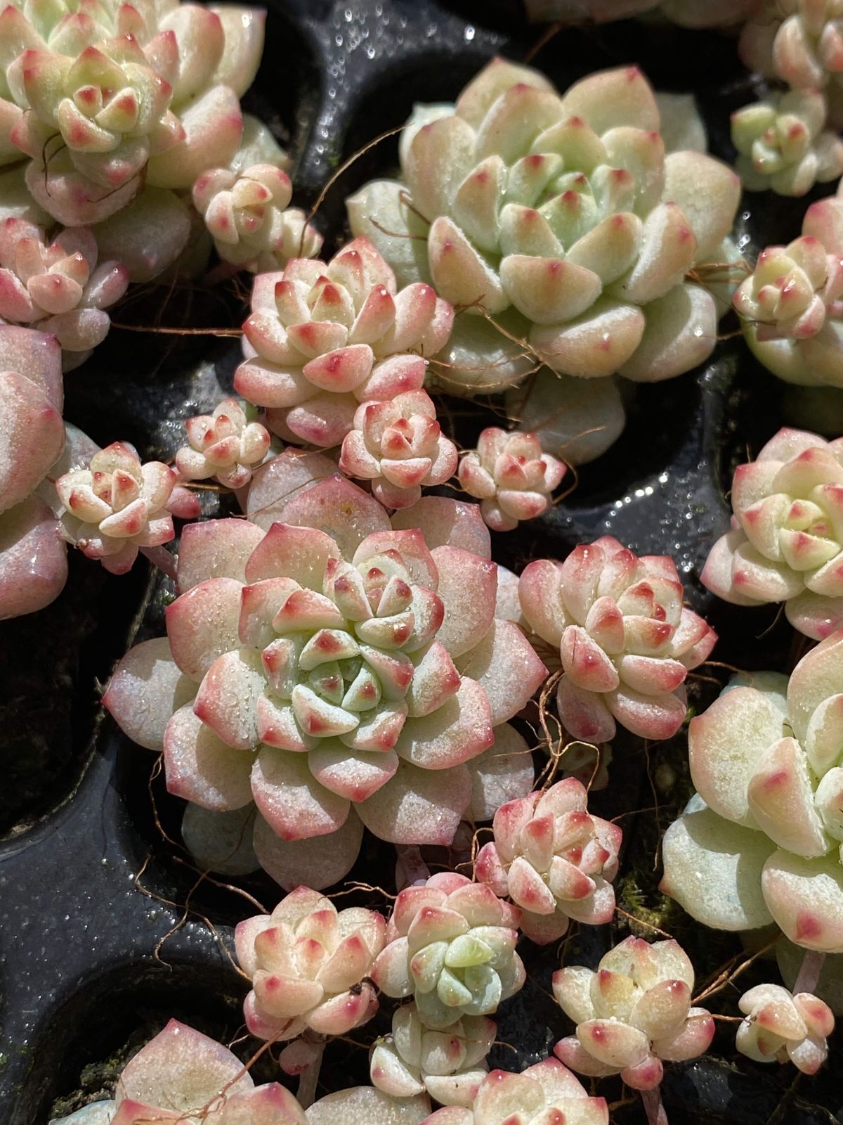 新入荷 キャラメルエルフ 鮮やかな105苗セット 土と根付き 多肉植物