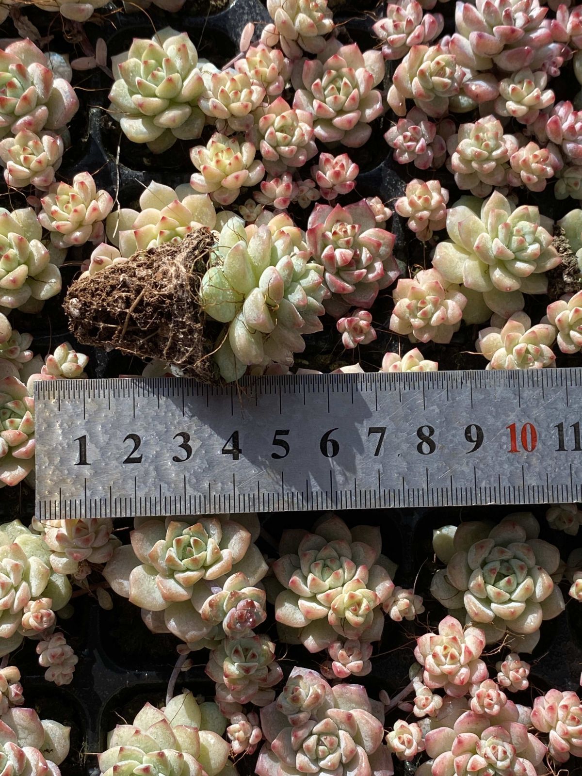 新入荷 キャラメルエルフ 鮮やかな105苗セット 土と根付き 多肉植物