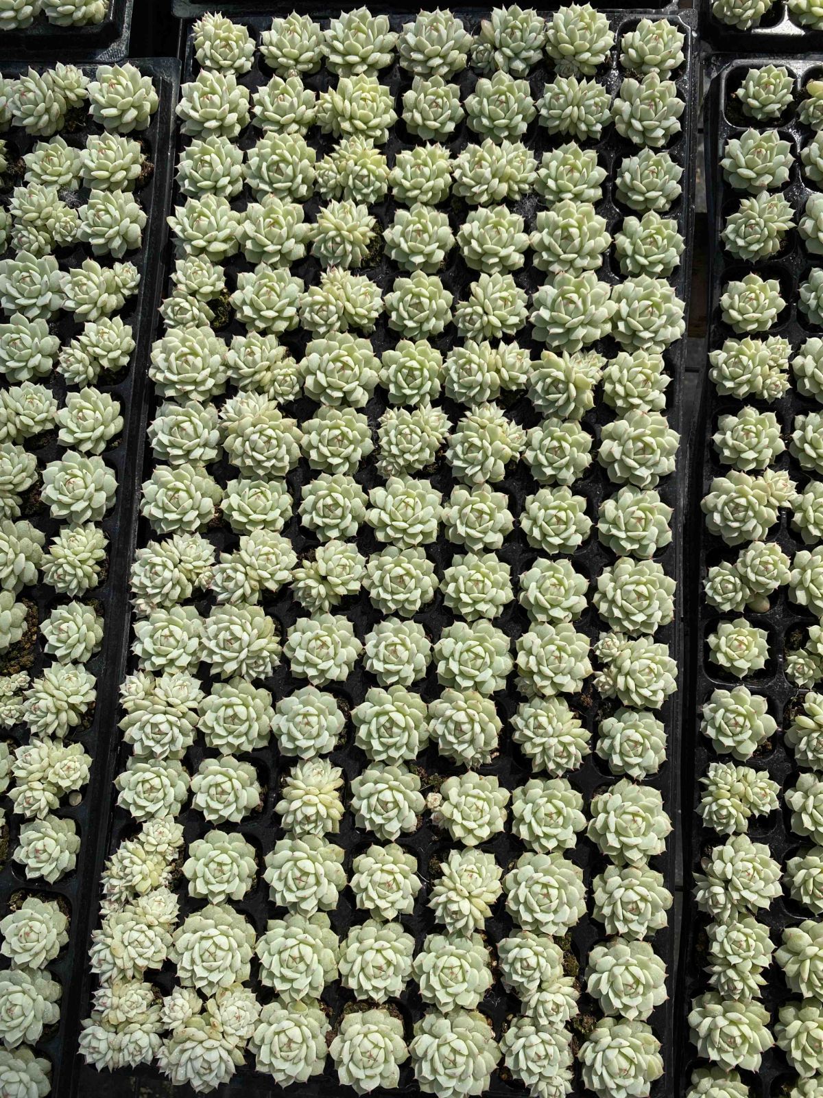 新発売 X39 シズヤ 105苗セット 土と根付き 多肉植物 エケベリア 韓国