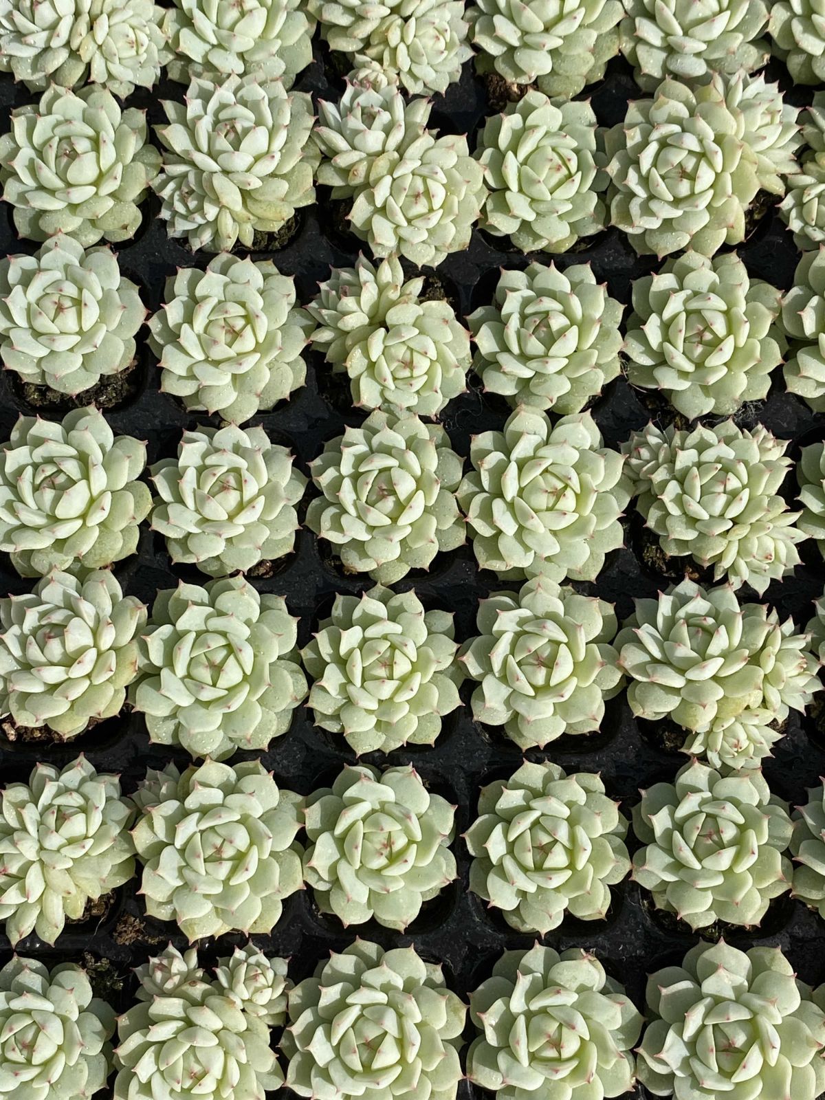 新発売 X39 シズヤ 105苗セット 土と根付き 多肉植物 エケベリア 韓国