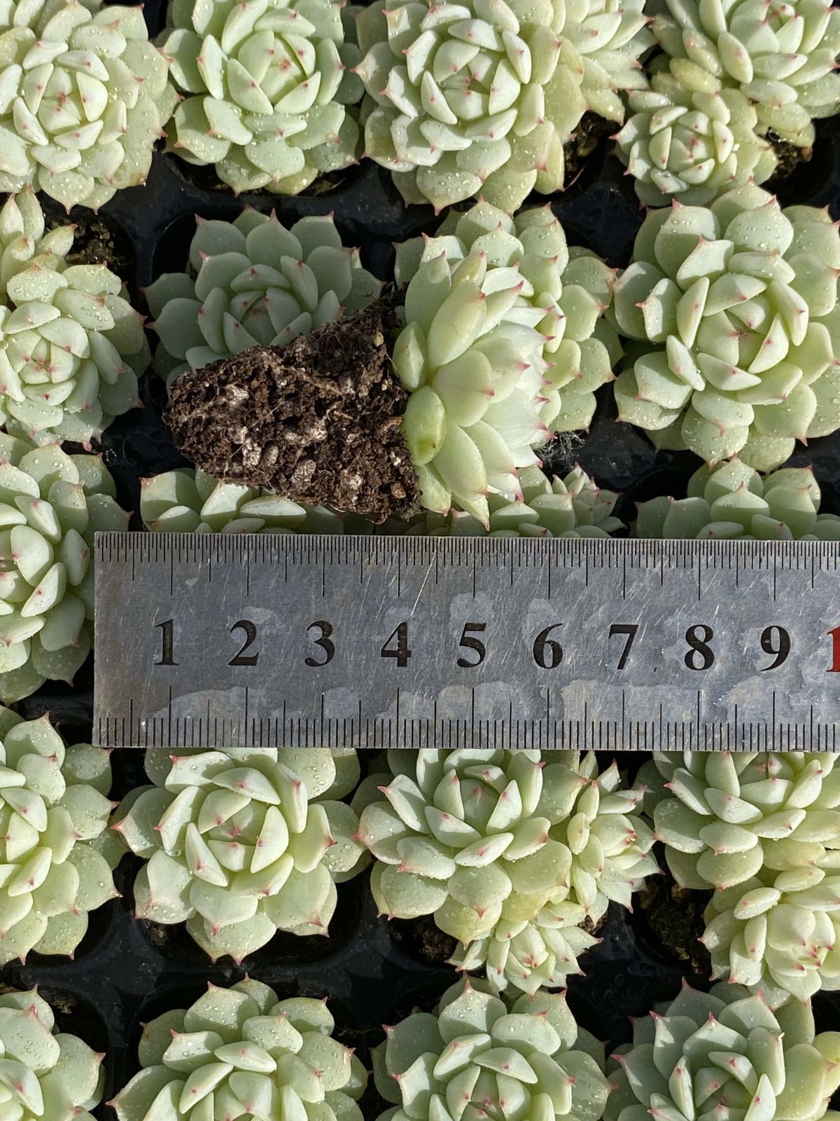 新発売 X39 シズヤ 105苗セット 土と根付き 多肉植物 エケベリア 韓国