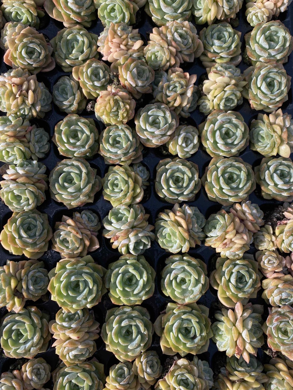 新発売 X47 ユウキン 105苗セット 土と根付き 多肉植物 エケベリア