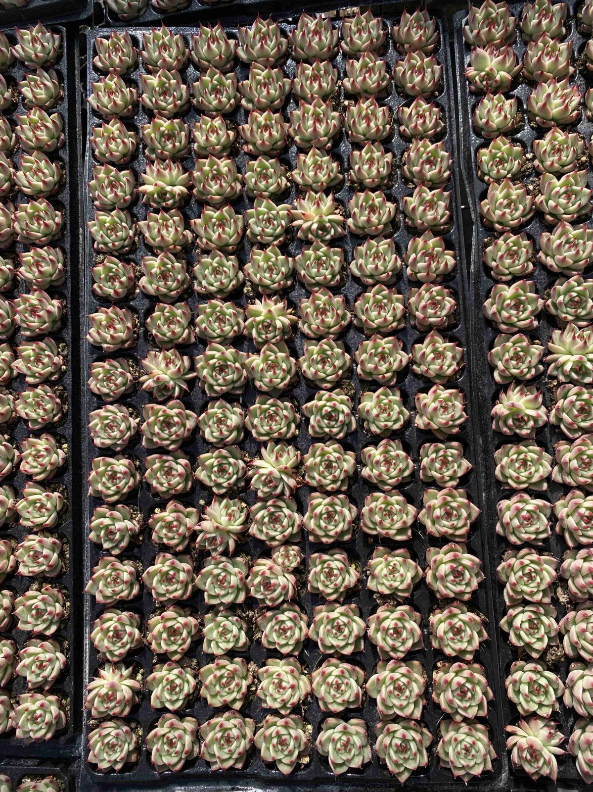 新発売 X50 トスカネッリ 105苗セット 土と根付き 多肉植物 エケベリア